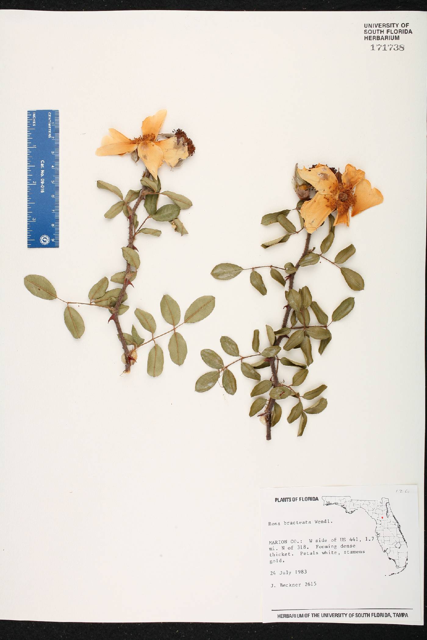 Rosa bracteata image