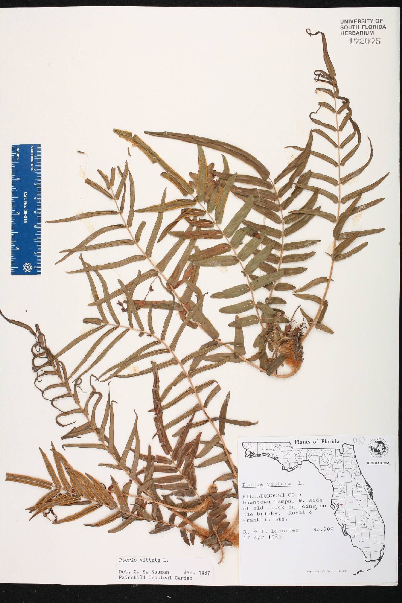 Pteris vittata image