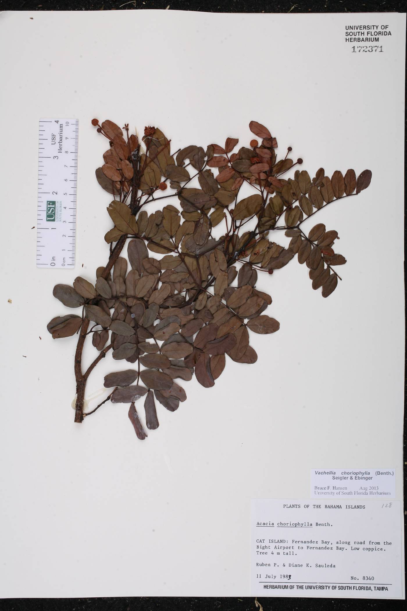 Vachellia choriophylla image