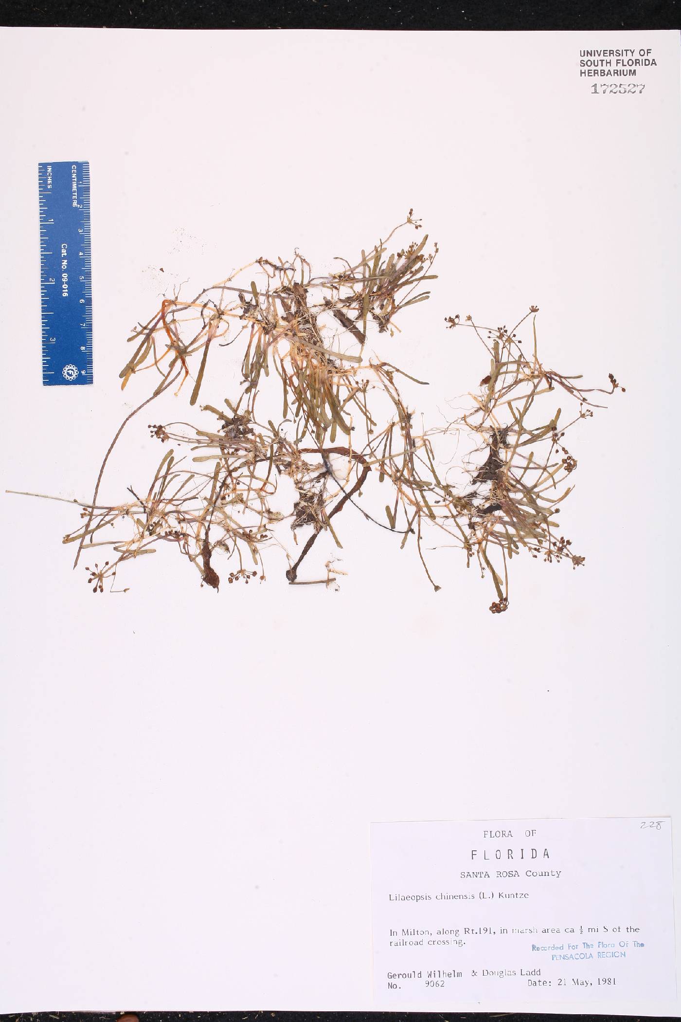 Lilaeopsis chinensis image