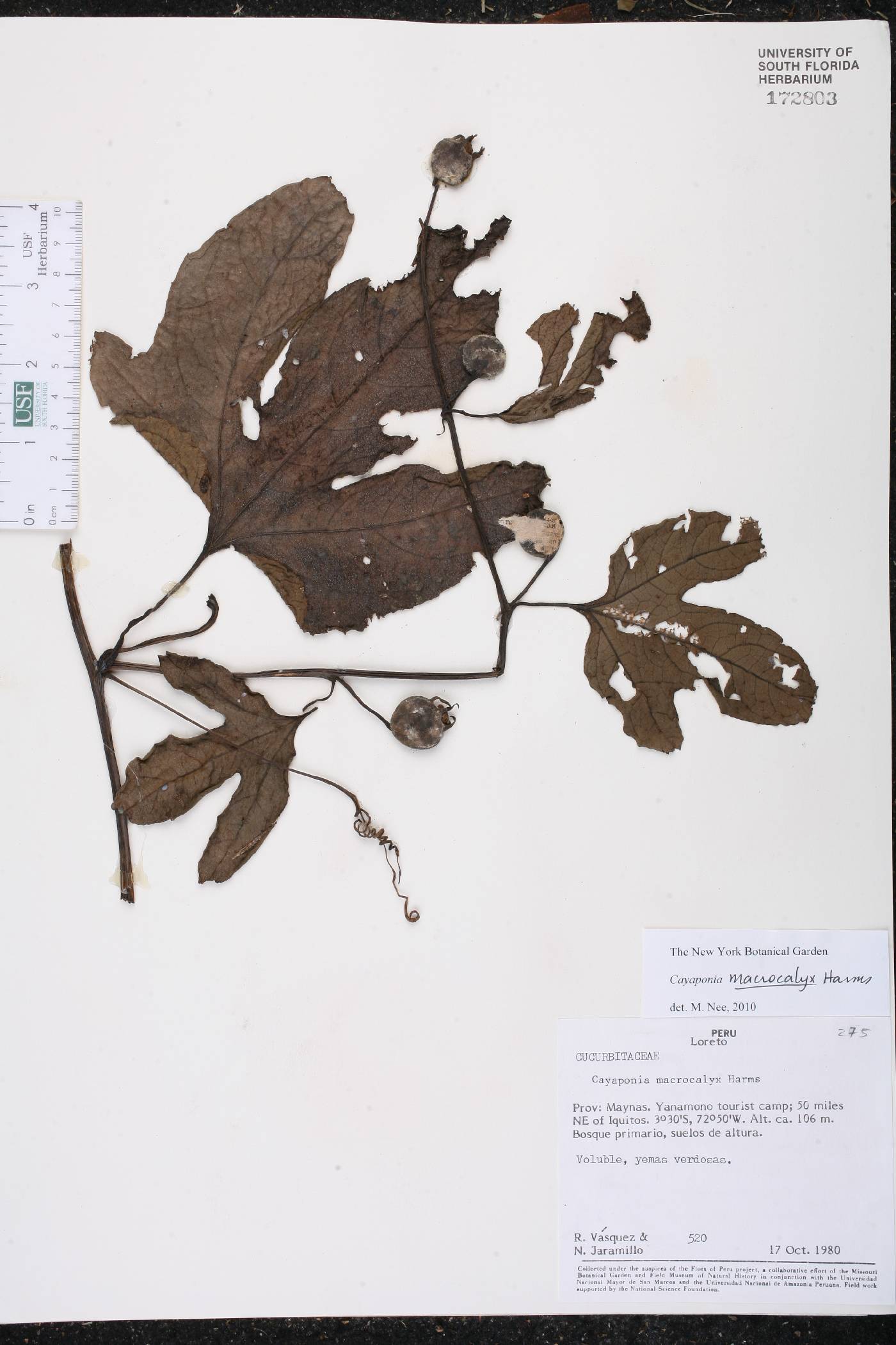 Cayaponia macrocalyx image