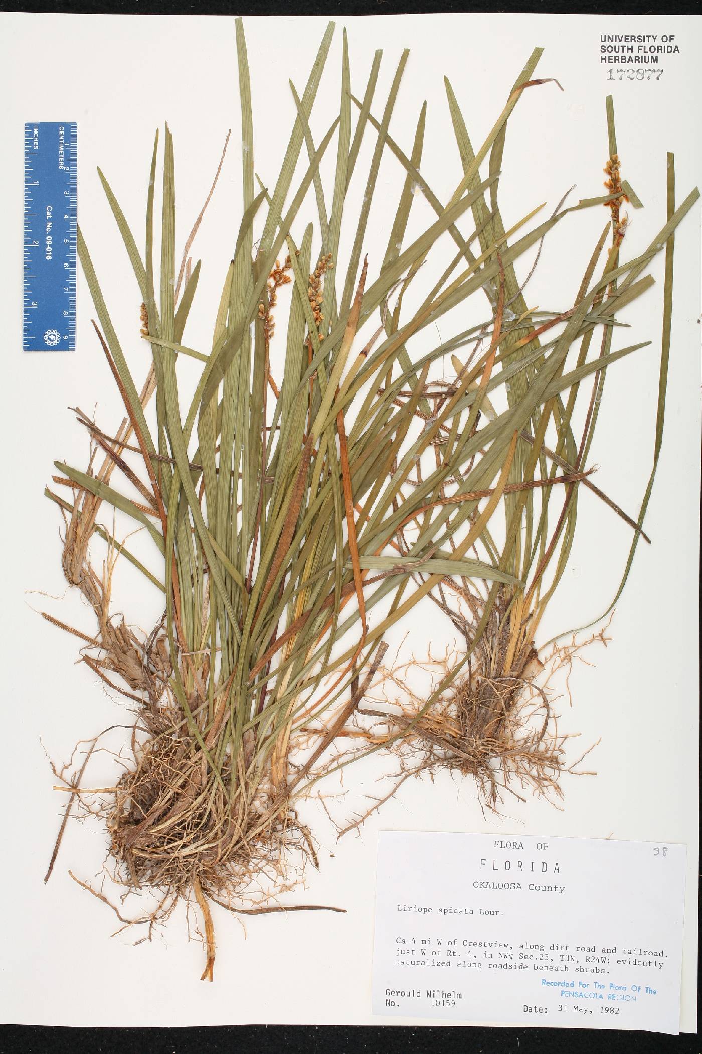 Liriope spicata image