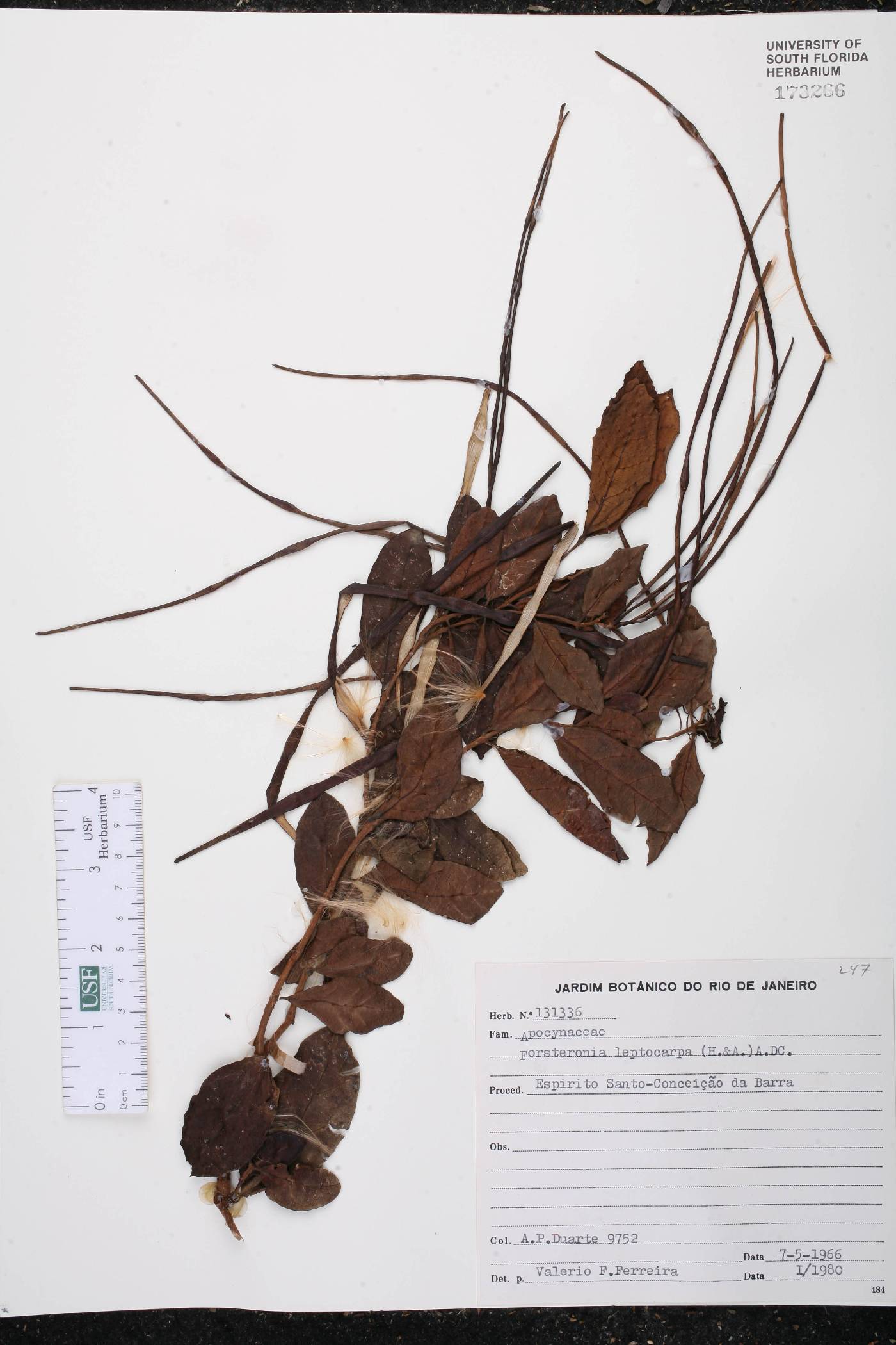 Forsteronia leptocarpa image