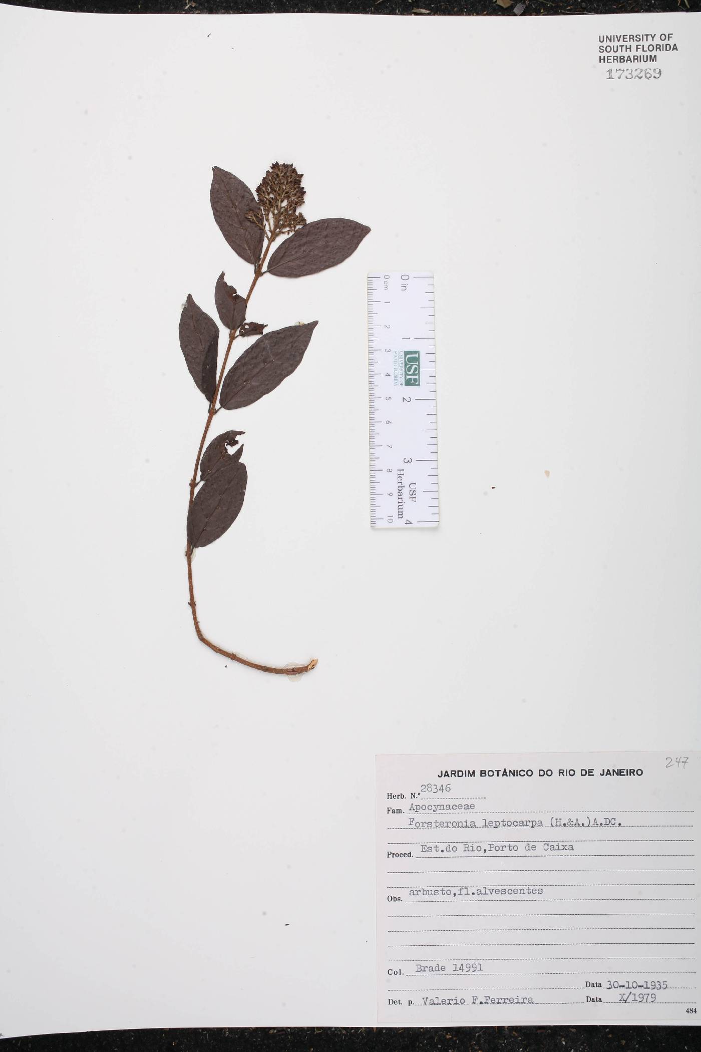 Forsteronia leptocarpa image