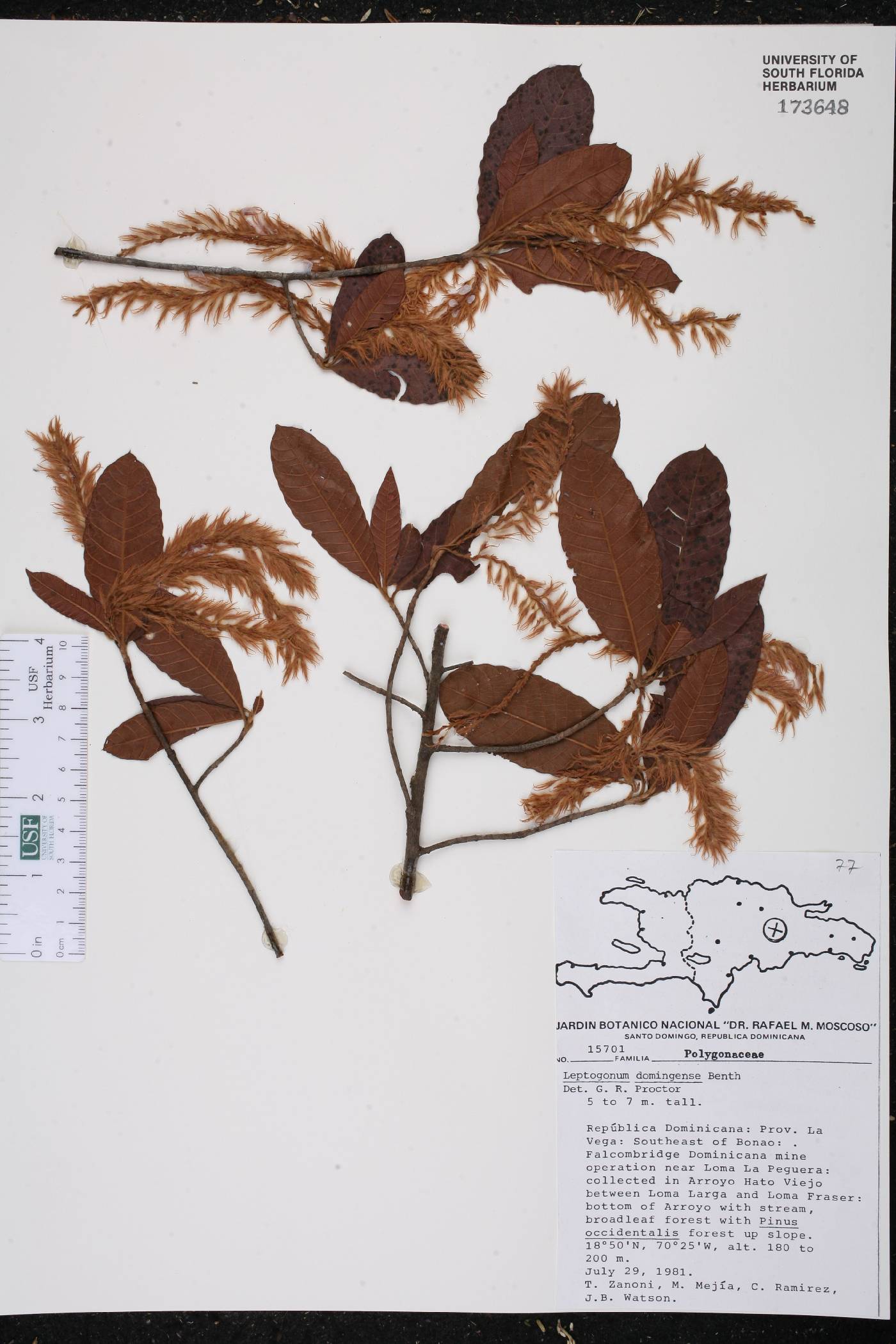 Leptogonum domingensis image