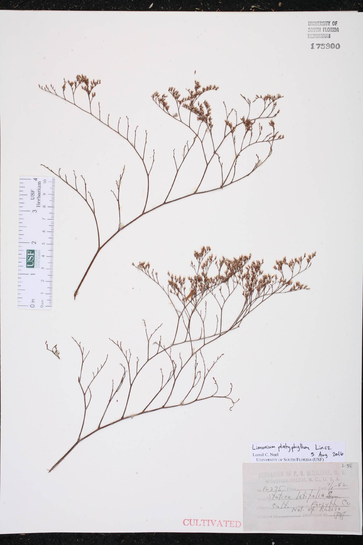 Limonium platyphyllum image