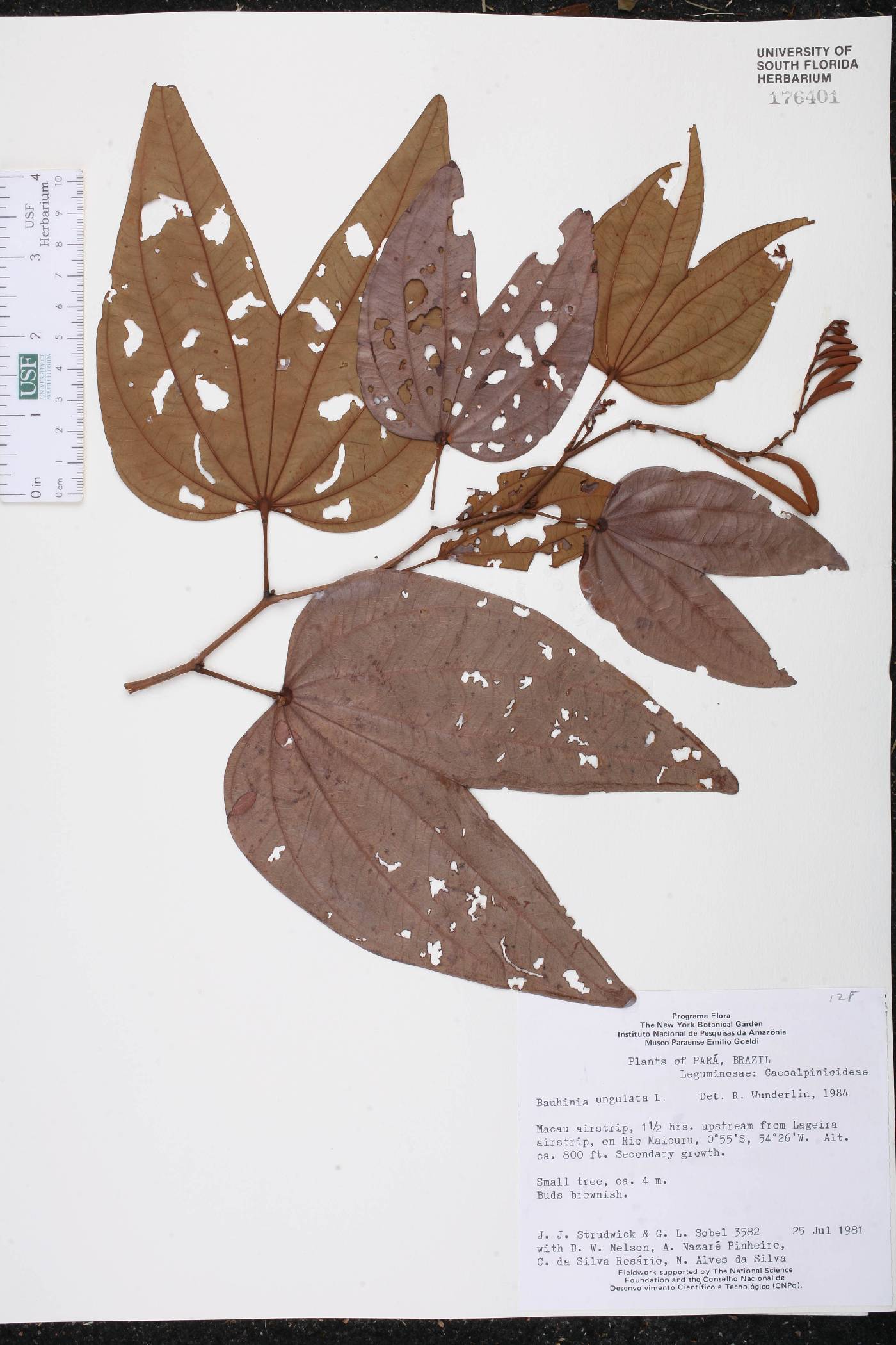 Bauhinia ungulata image