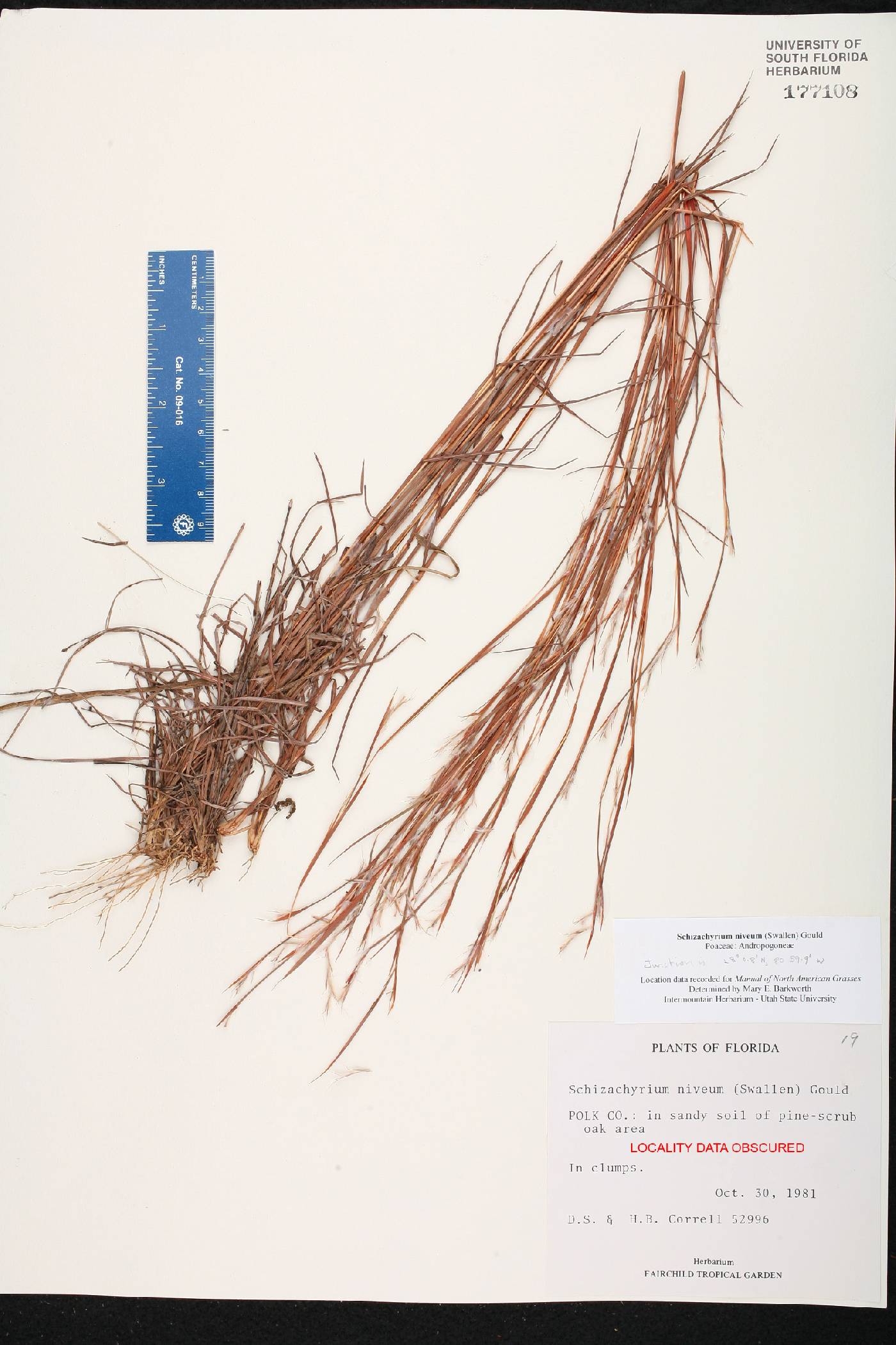 Schizachyrium niveum image