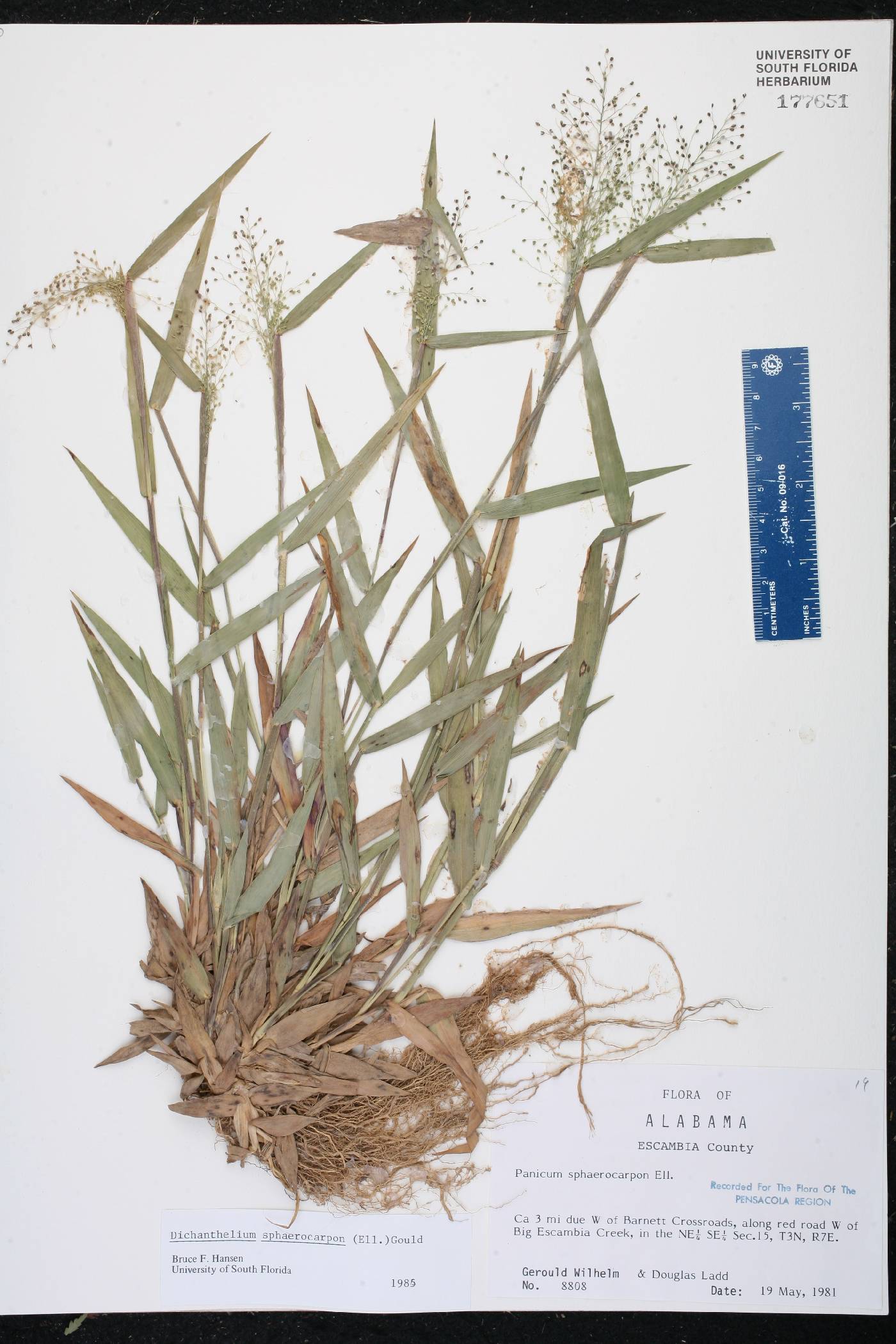 Dichanthelium sphaerocarpon image