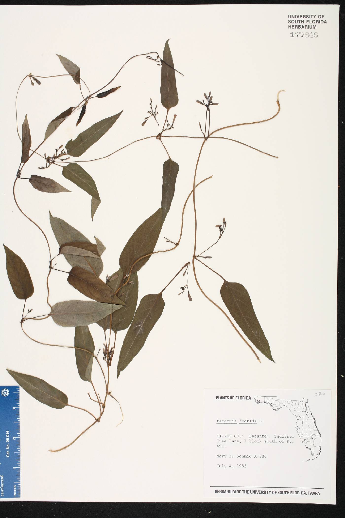 Paederia foetida image