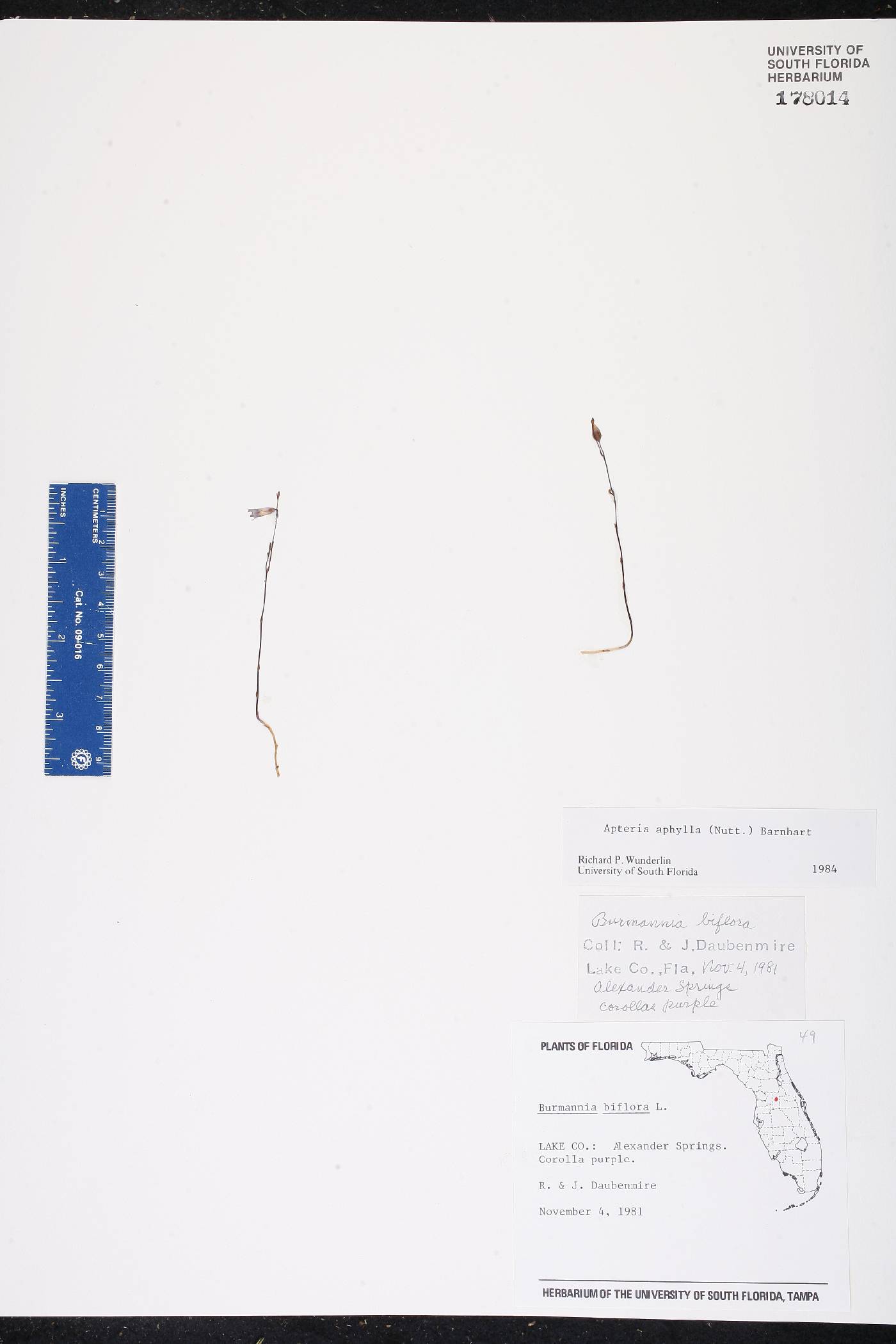 Apteria aphylla image