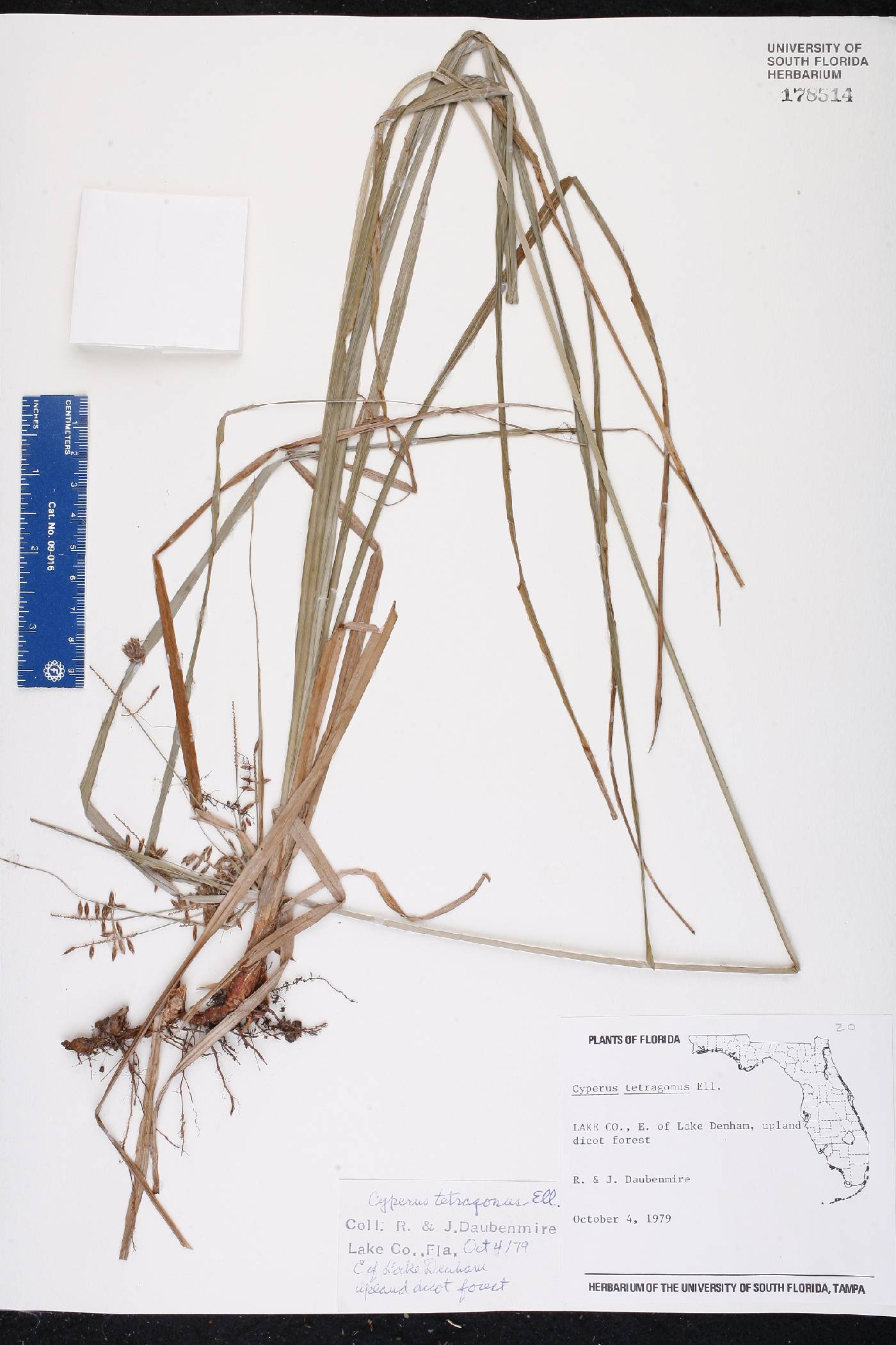 Cyperus tetragonus image