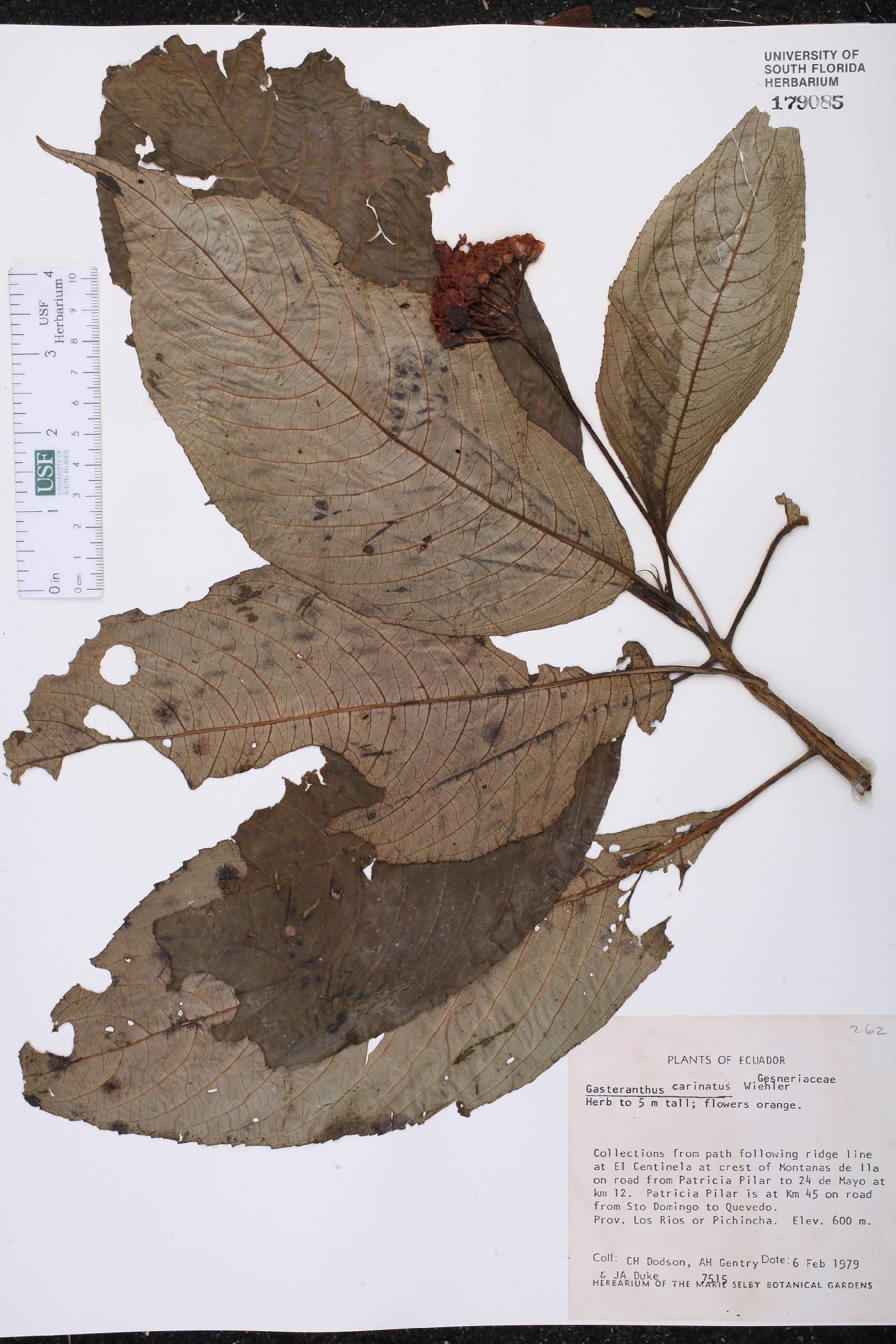 Gasteranthus carinatus image