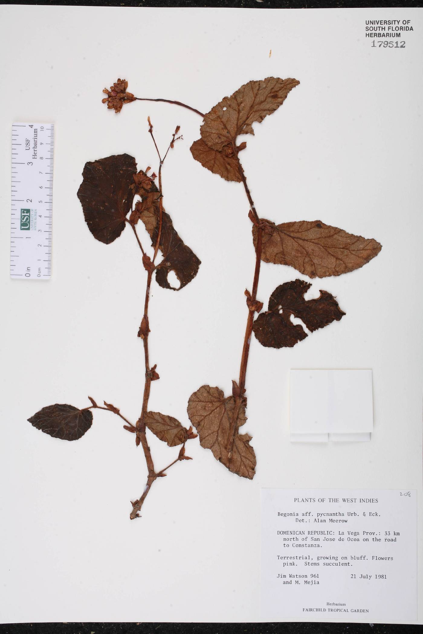 Begonia pycnantha image