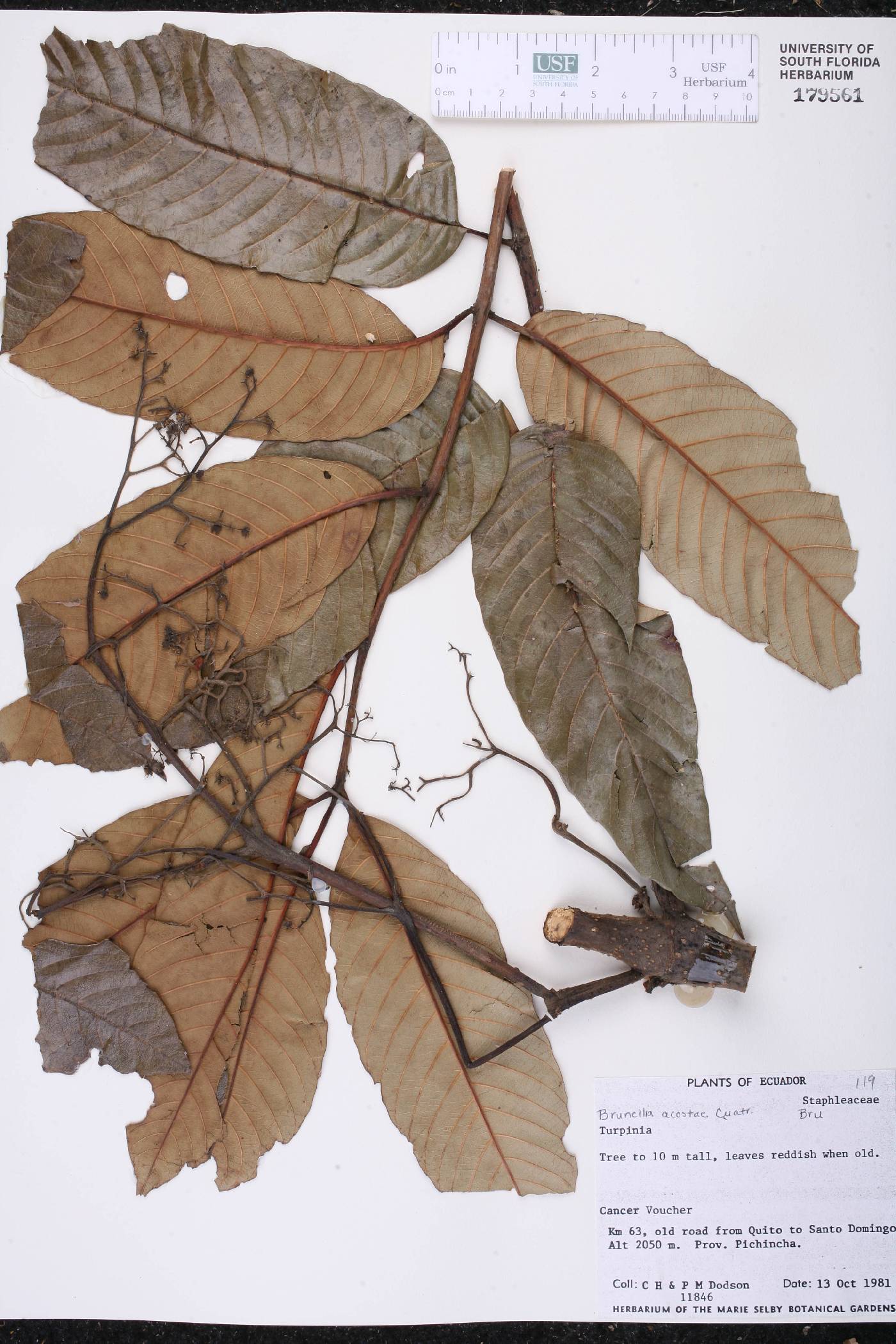 Brunellia acostae image