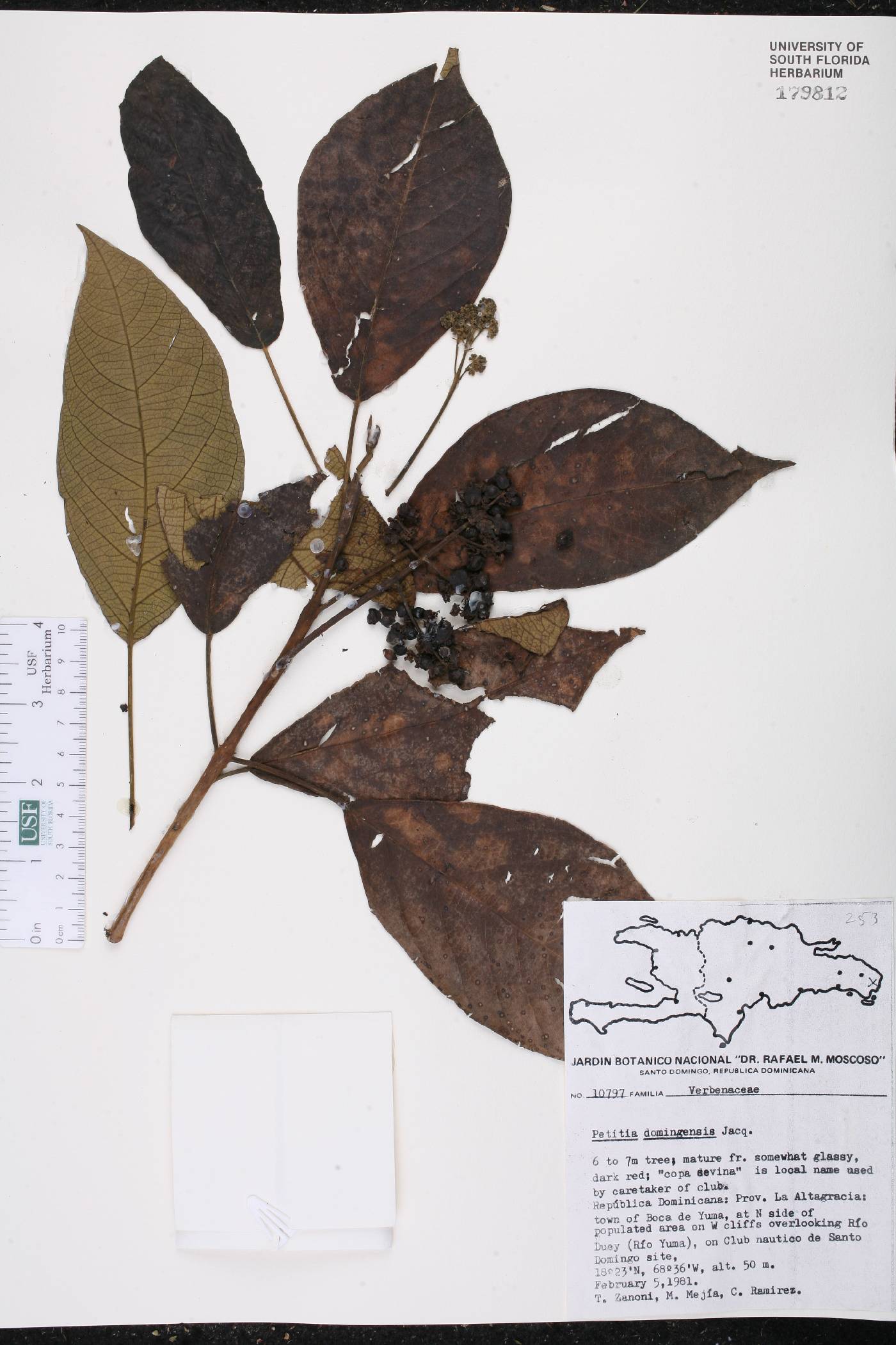 Petitia domingensis image