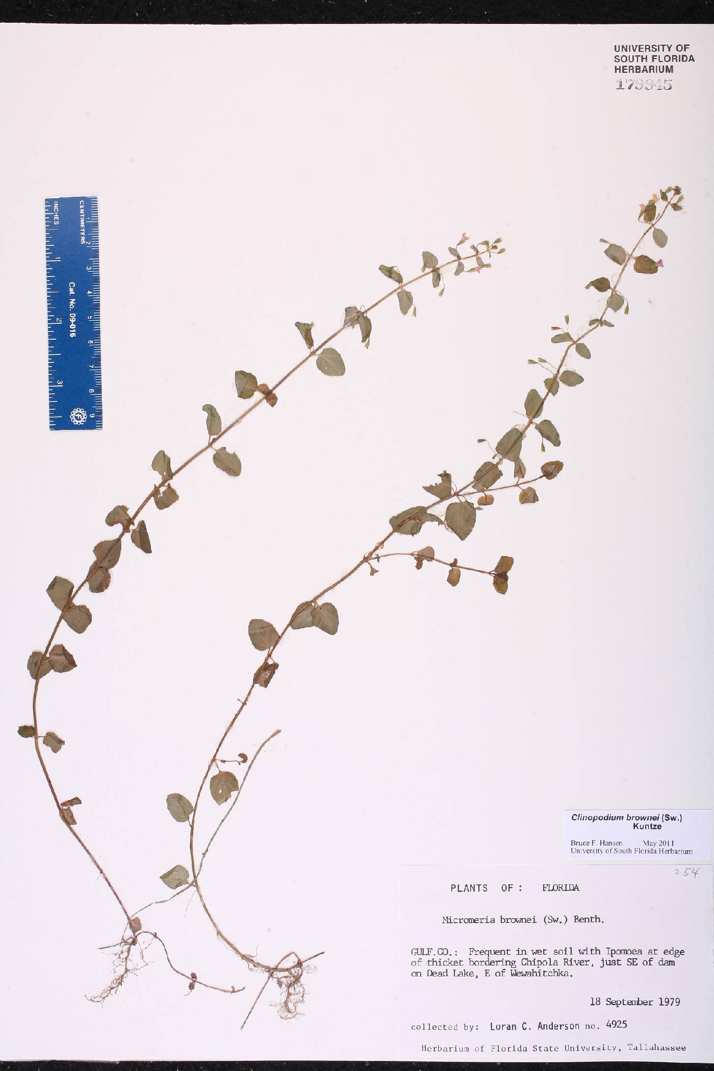 Clinopodium brownei image