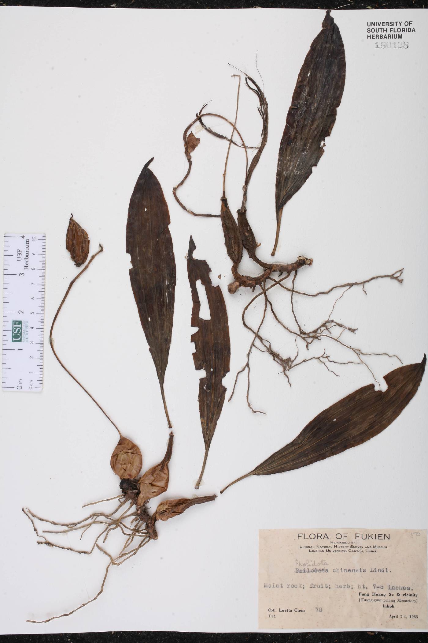 Pholidota chinensis image