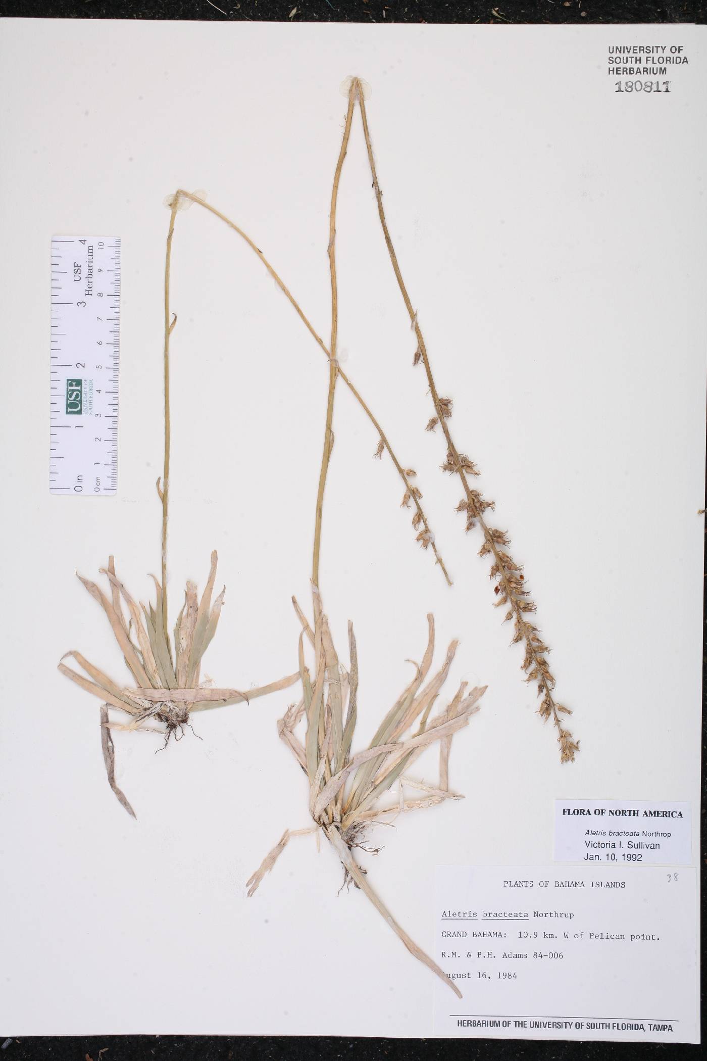 Aletris bracteata image