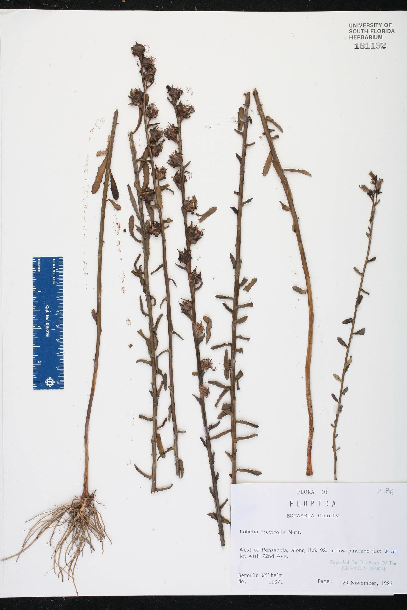 Lobelia brevifolia image