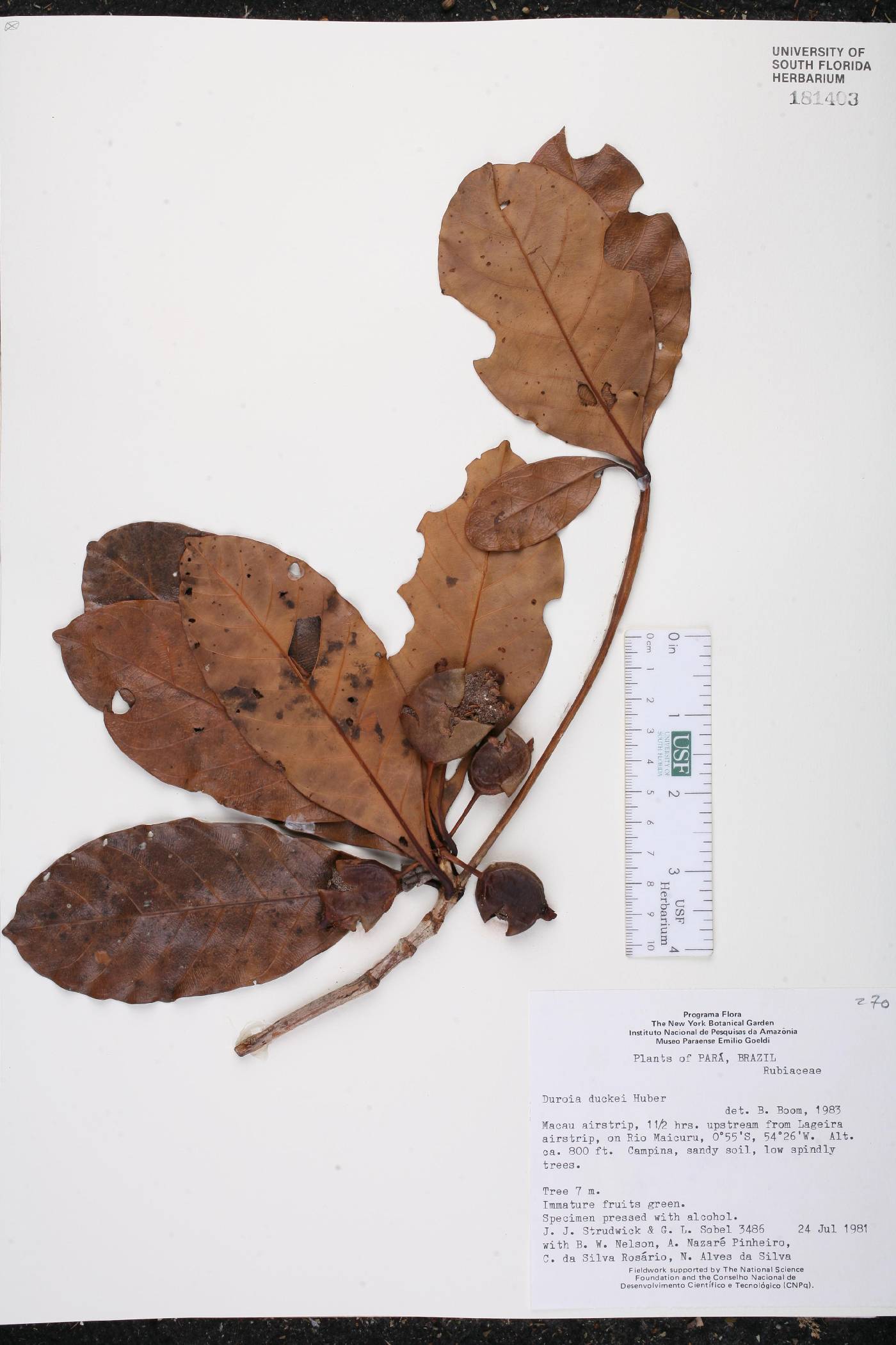 Duroia duckei image