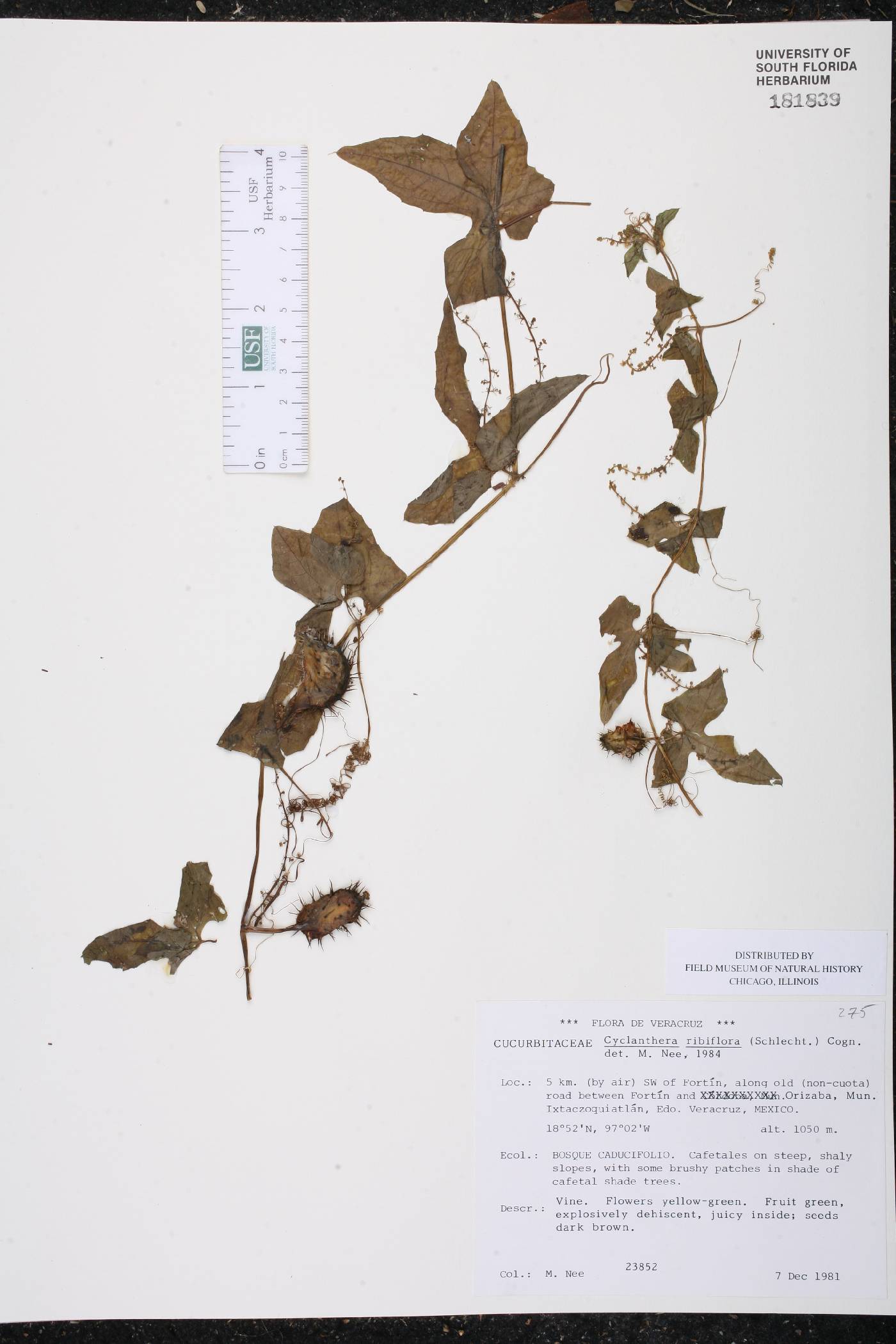 Cyclanthera ribiflora image