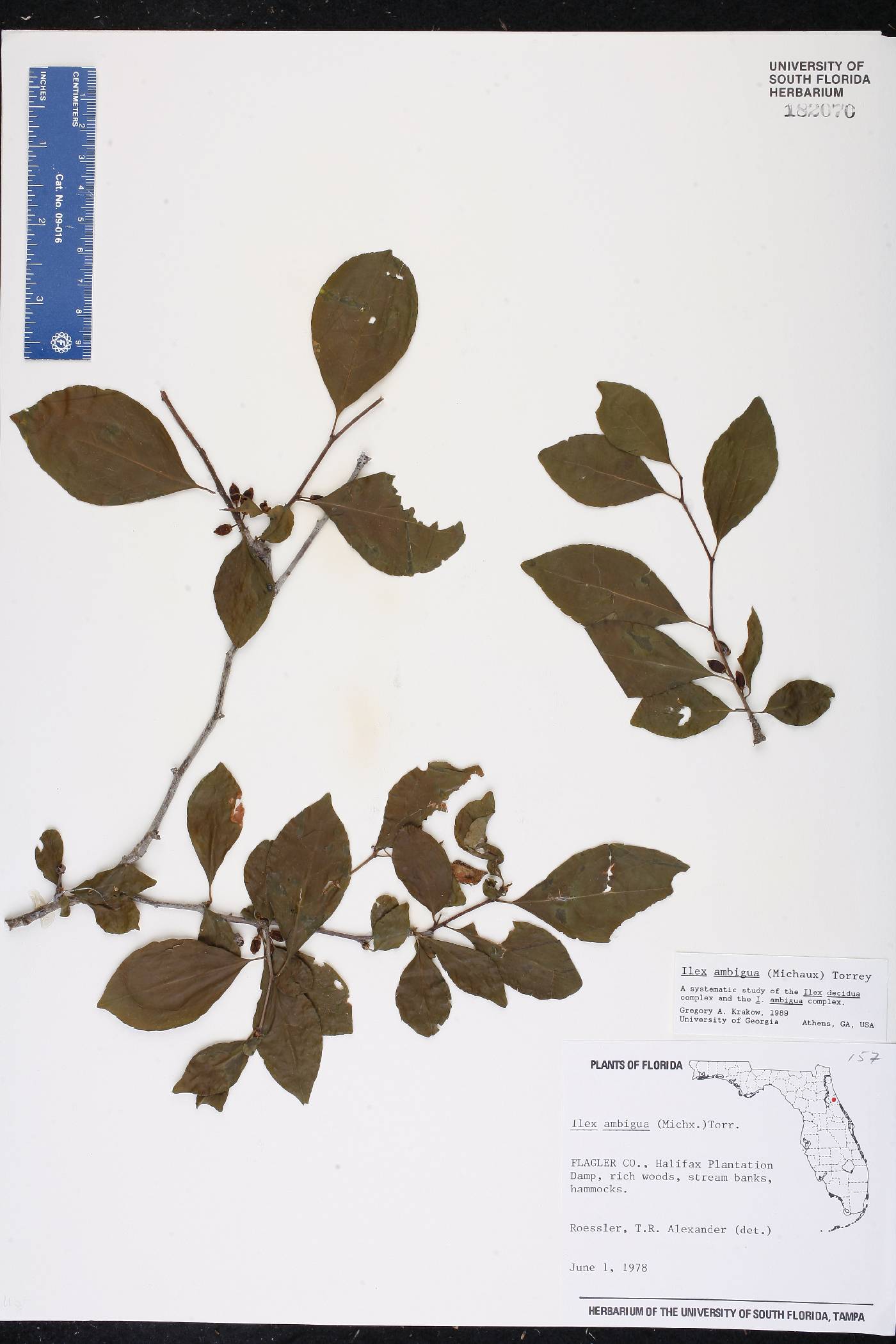 Ilex ambigua image