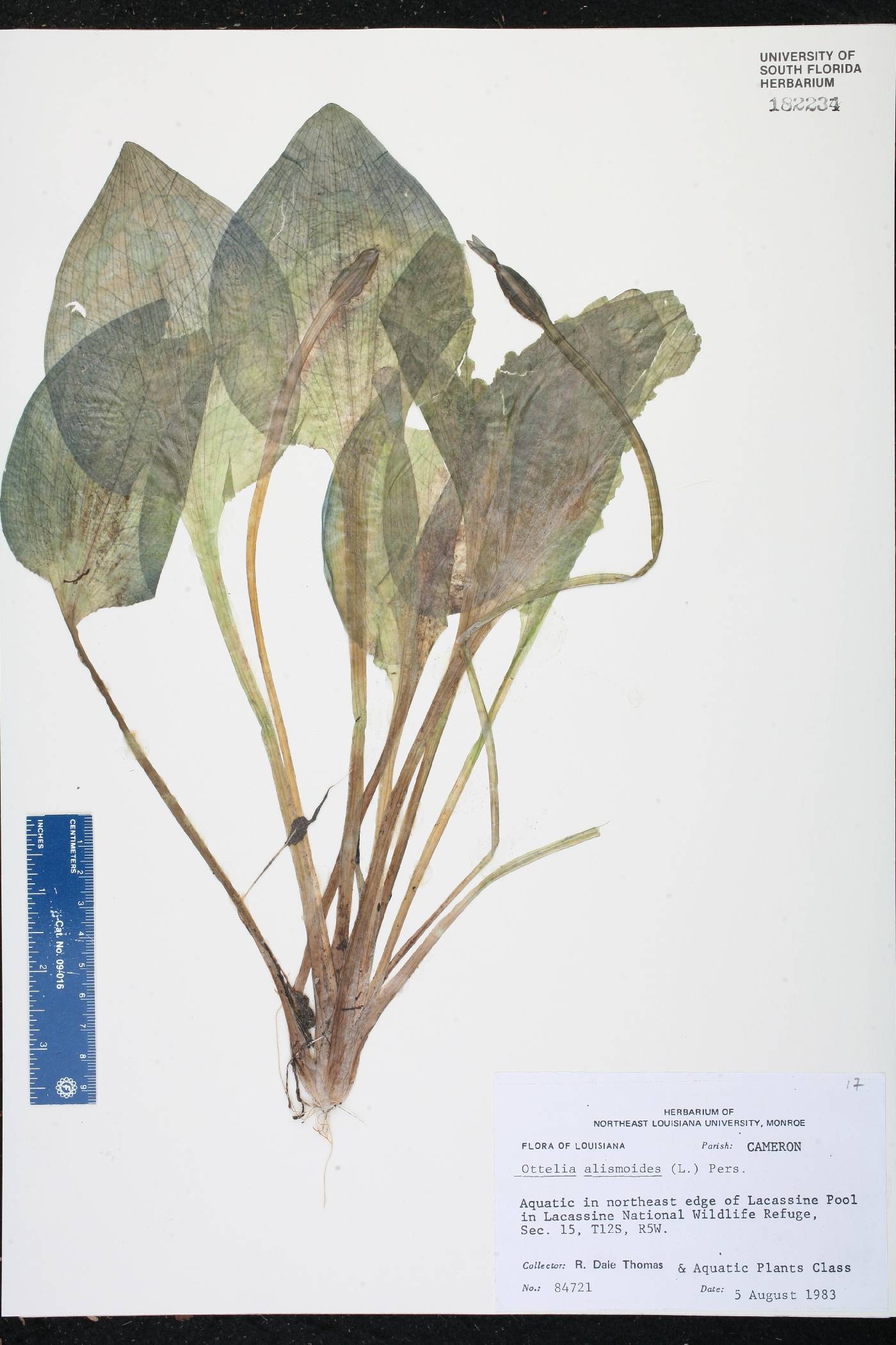 Ottelia alismoides image