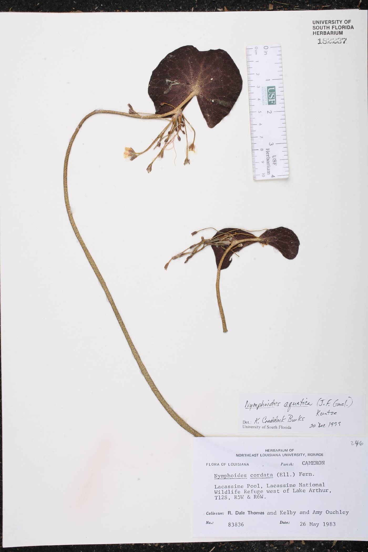 Nymphoides aquatica image