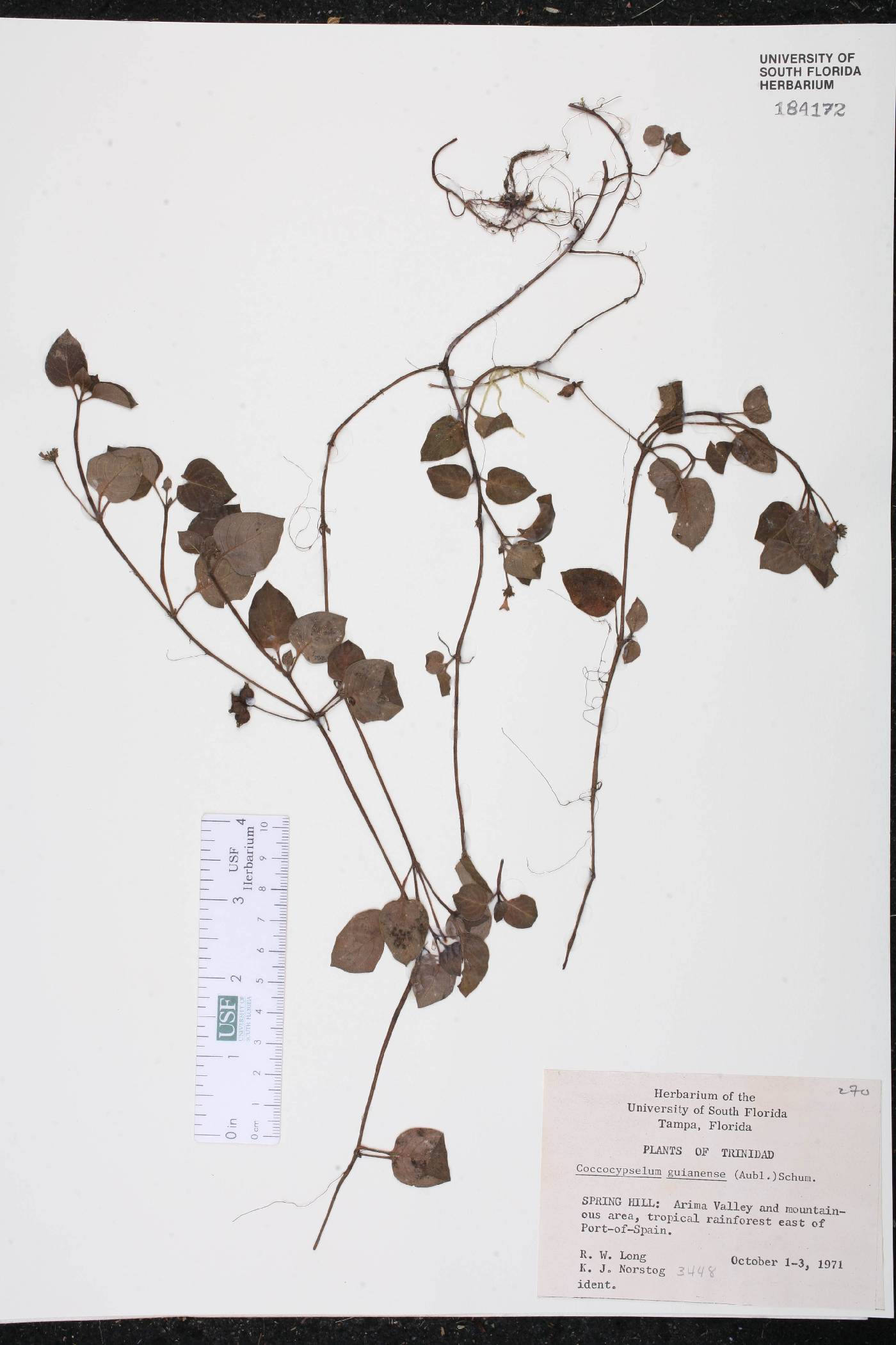 Coccocypselum guianense image