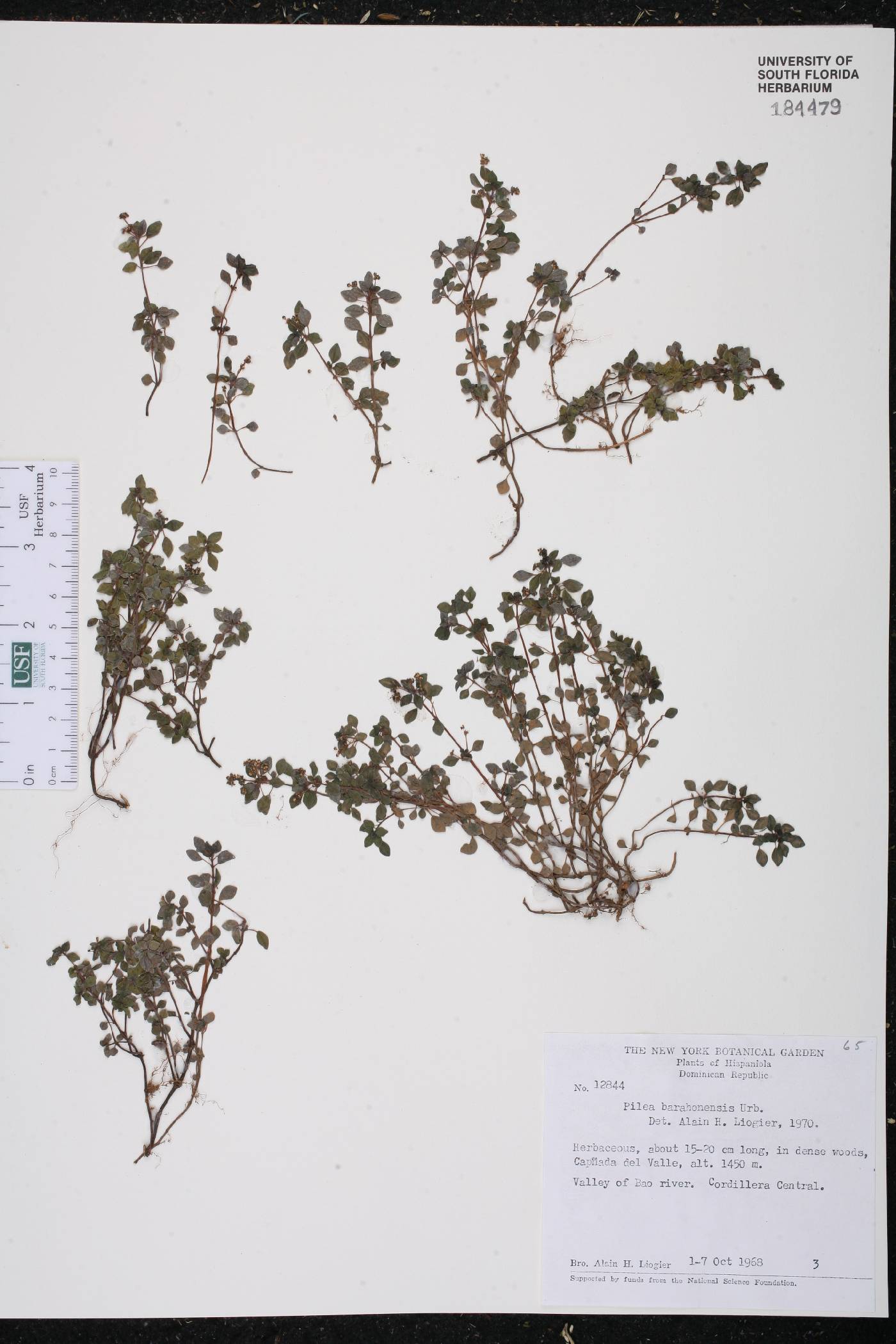 Pilea barahonensis image