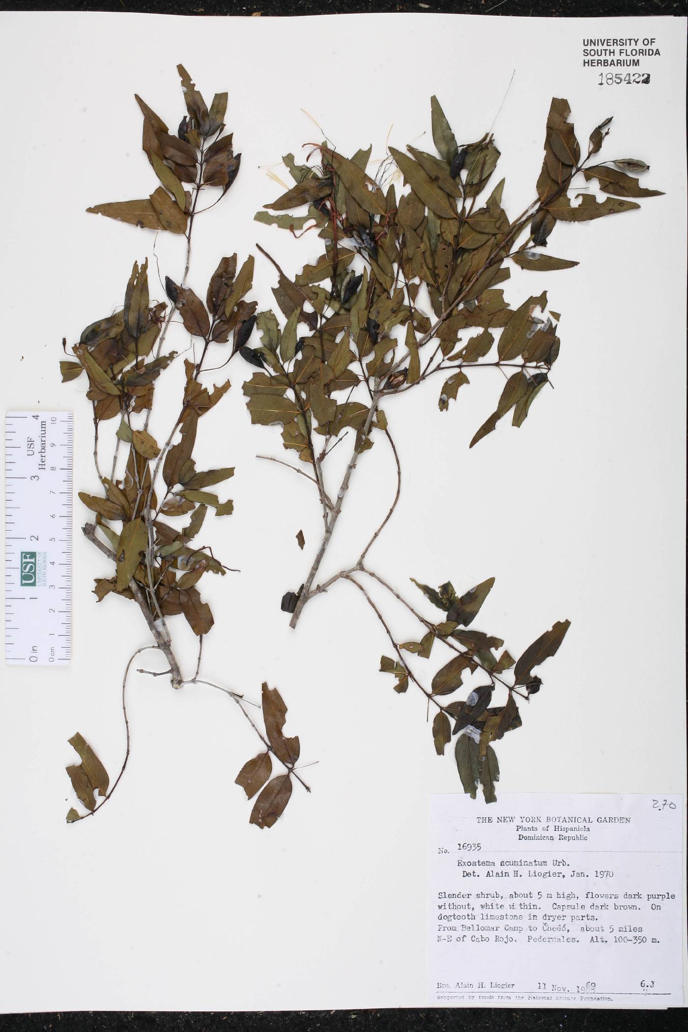 Exostema acuminatum image