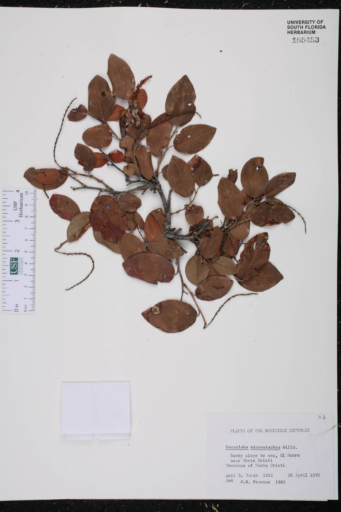 Coccoloba microstachya image