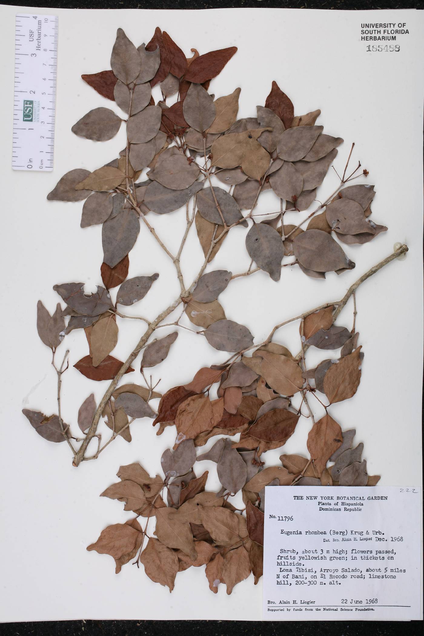 Eugenia rhombea image