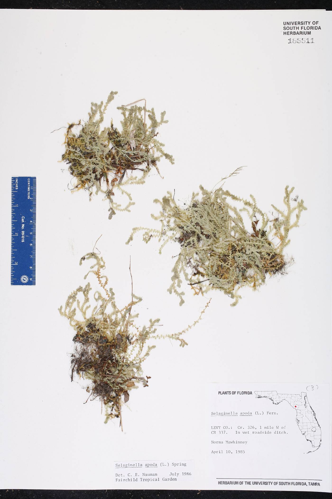 Selaginella apoda var. apoda image