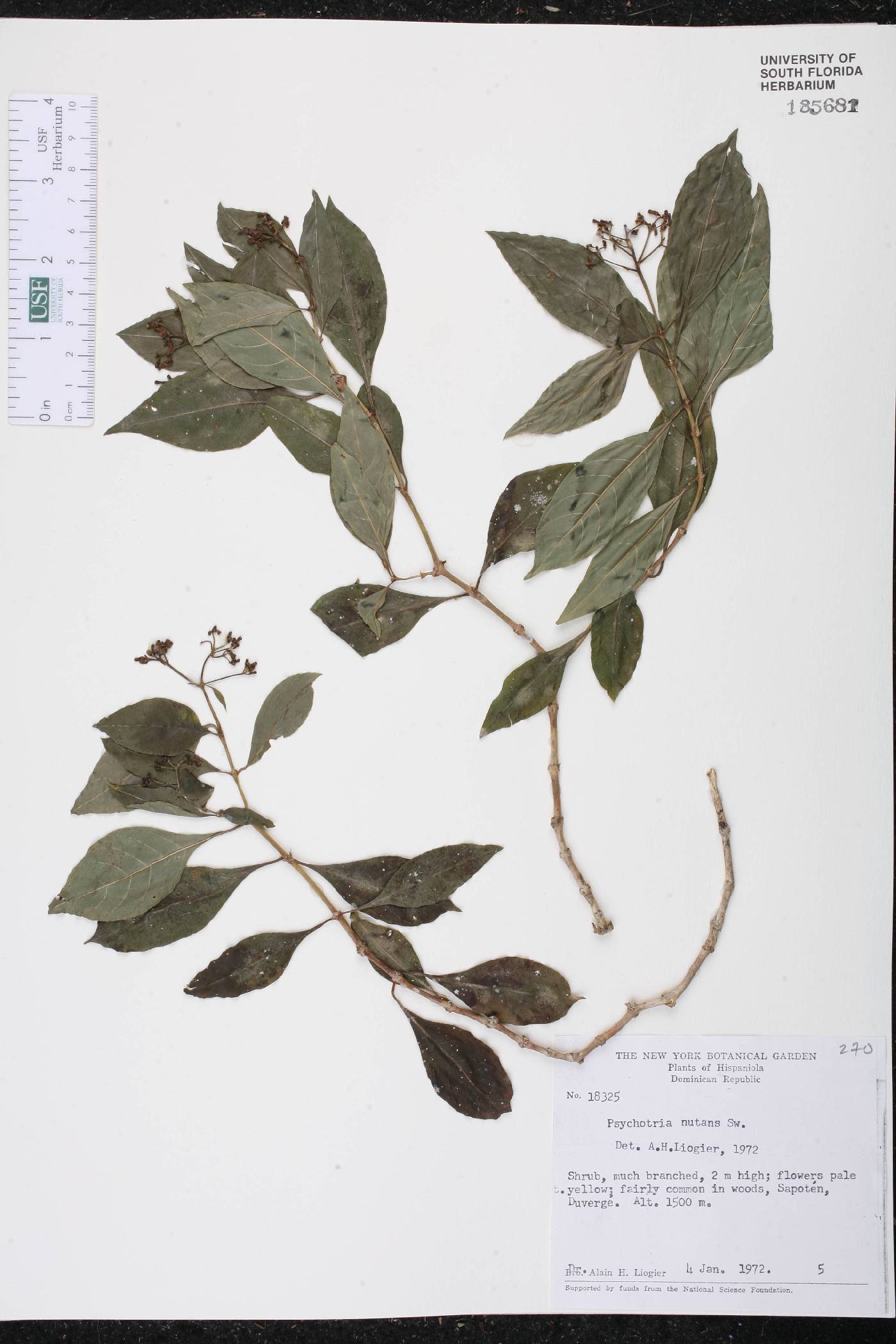 Psychotria nutans image