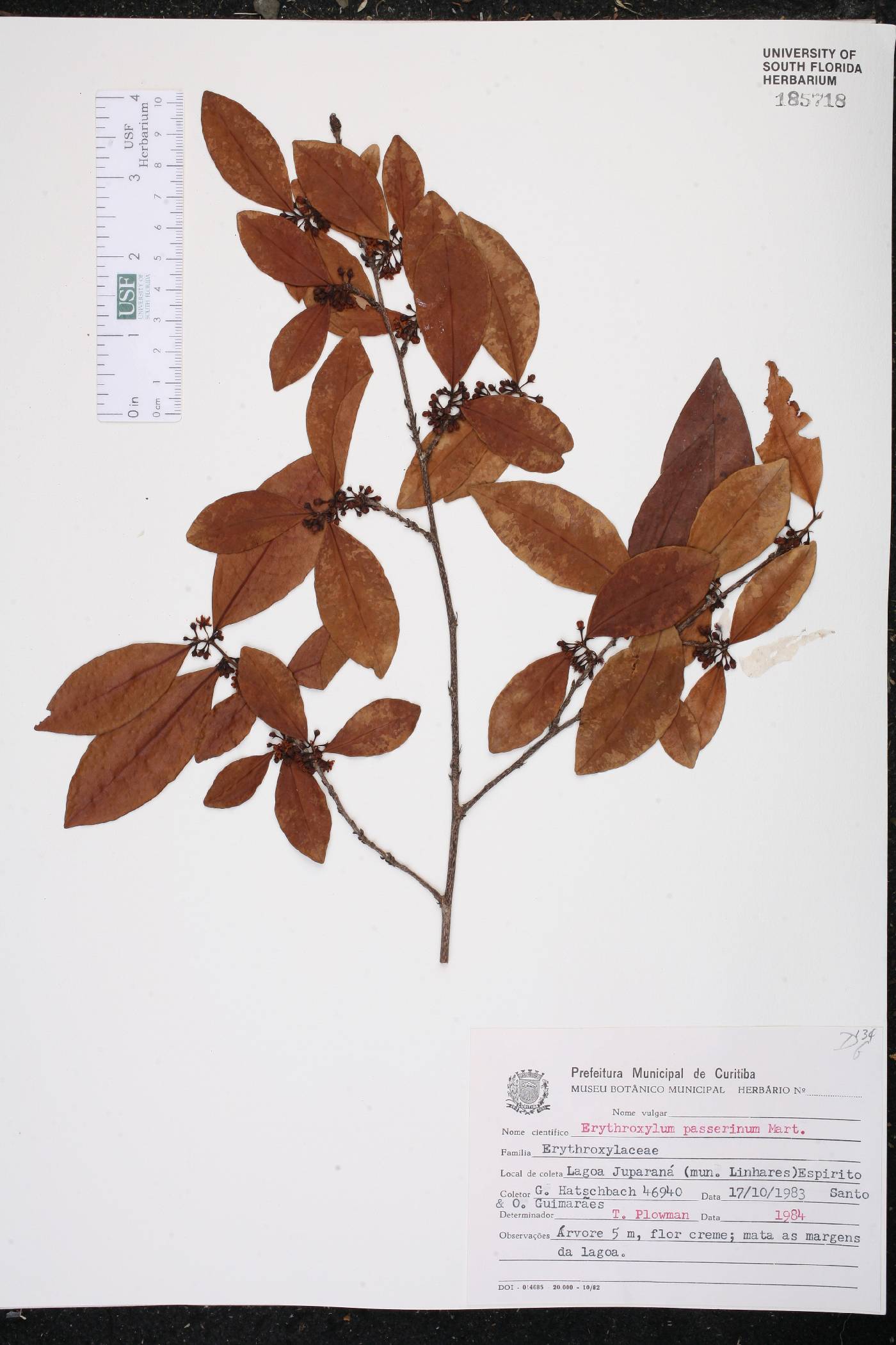 Erythroxylum passerinum image