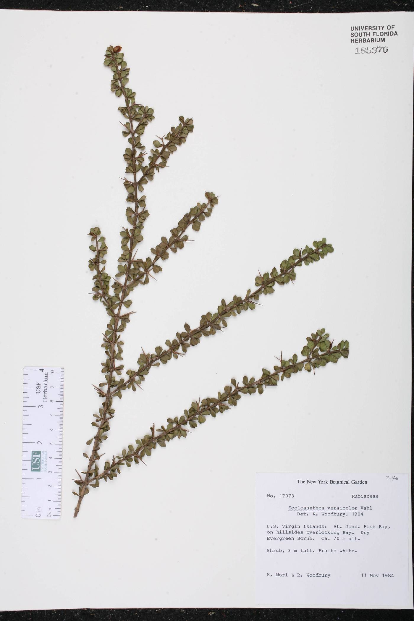 Scolosanthus versicolor image