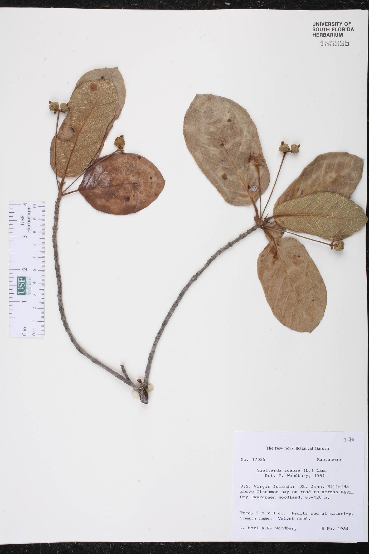 Guettarda scabra image