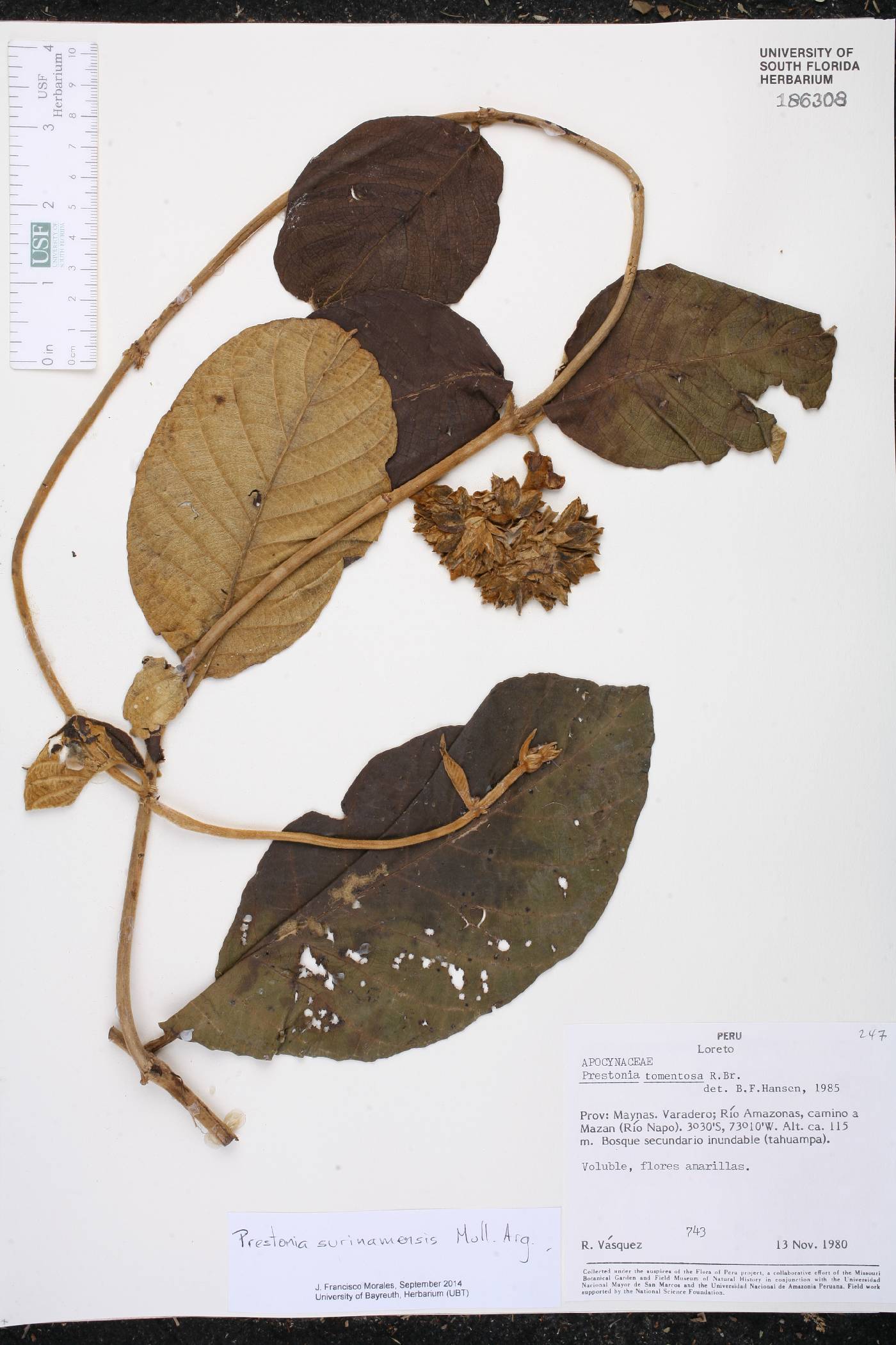 Prestonia surinamensis image