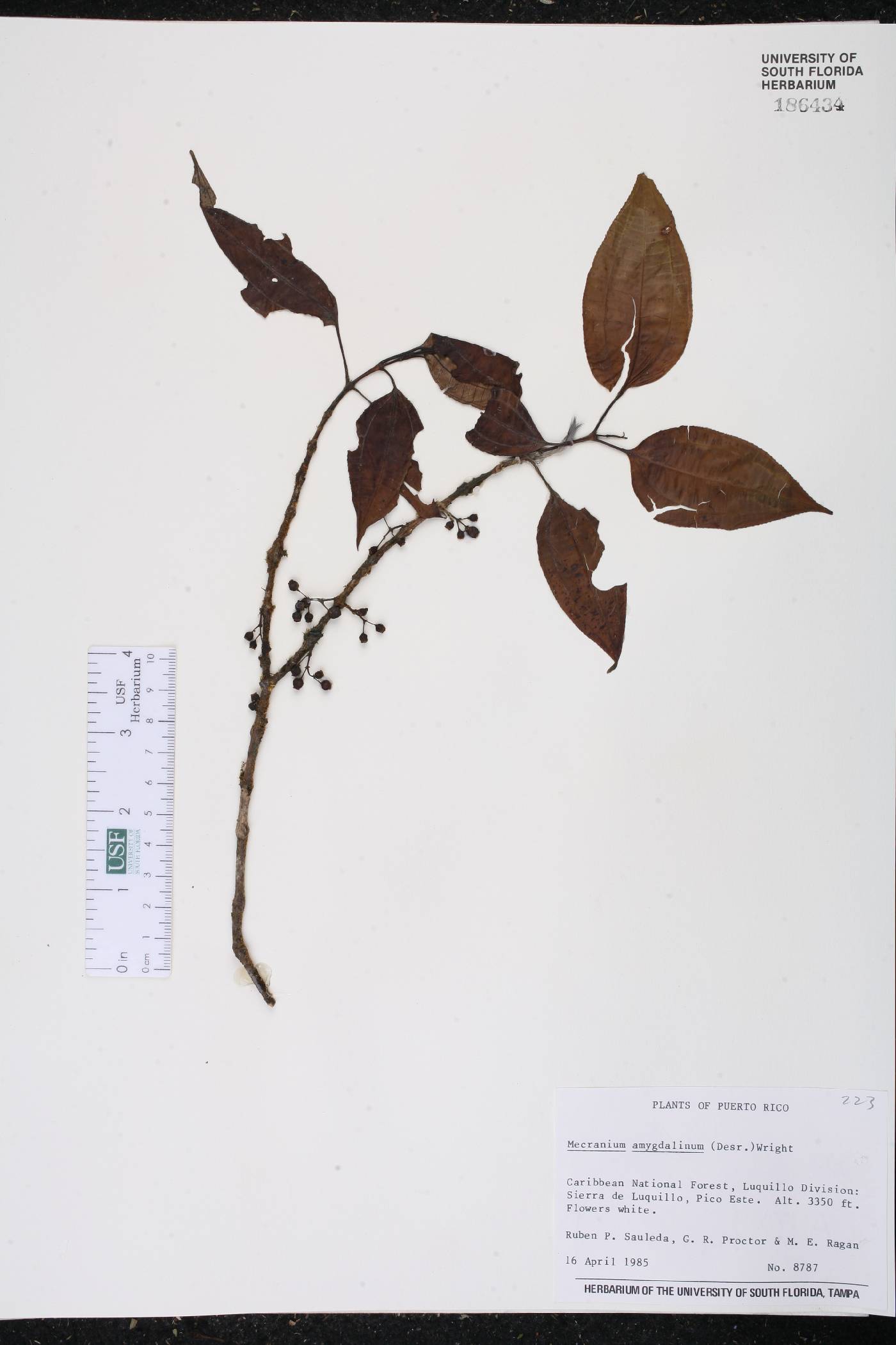 Mecranium amygdalinum image