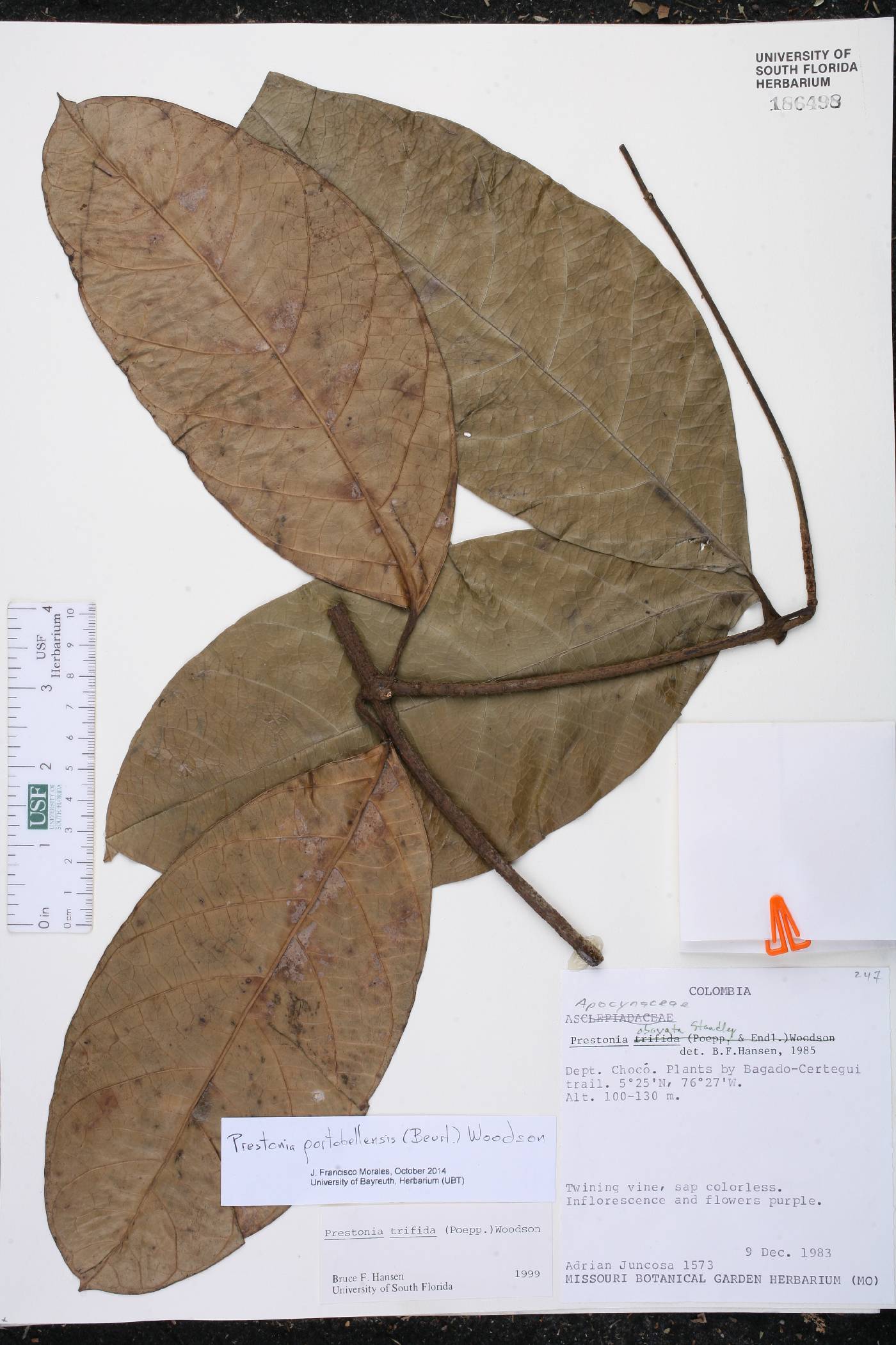 Prestonia portobellensis image