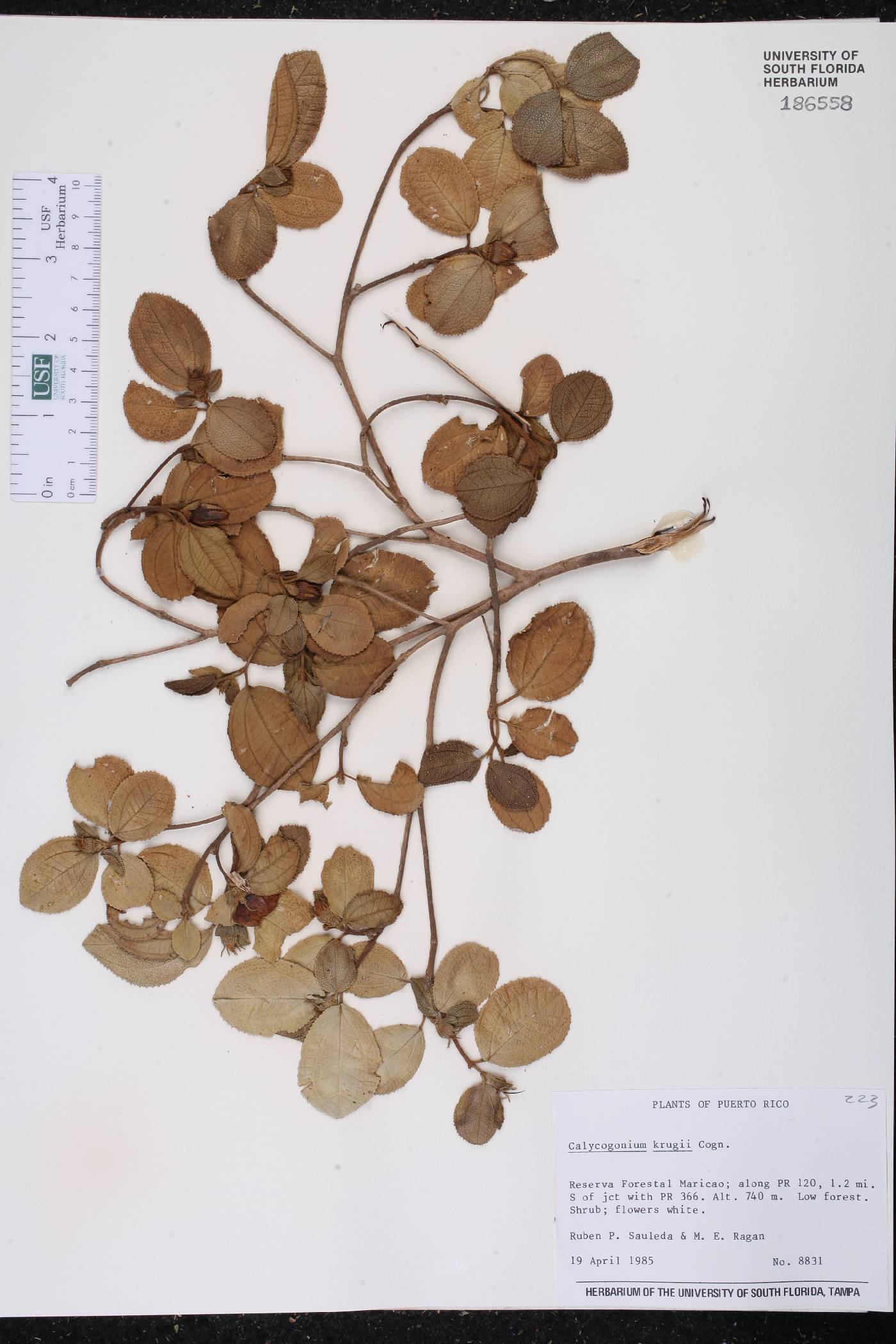 Calycogonium krugii image