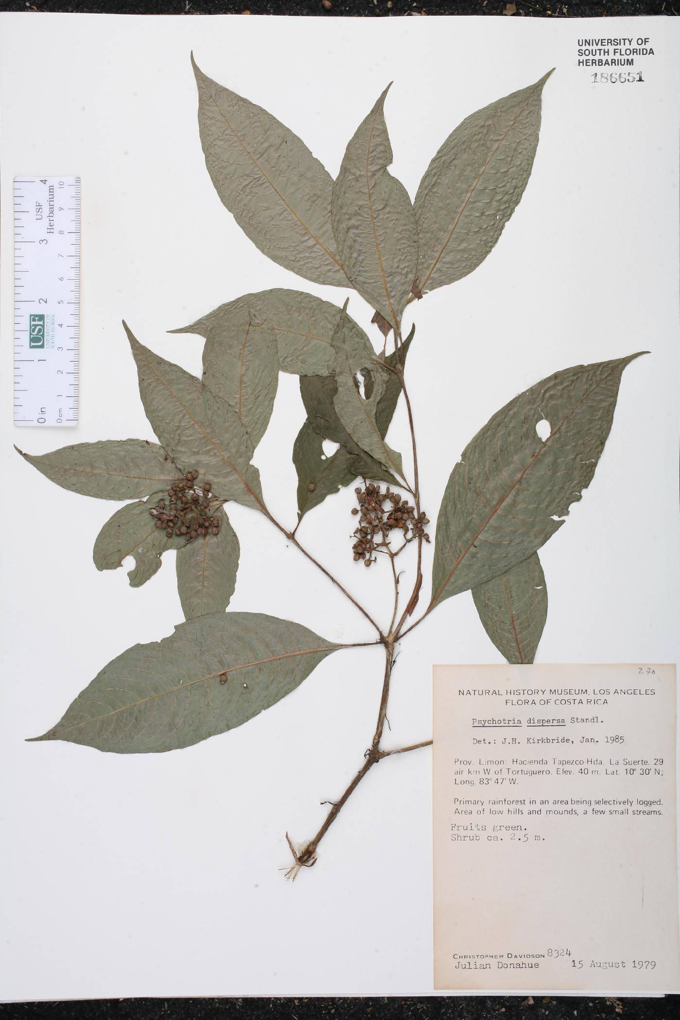 Palicourea cyanococca image