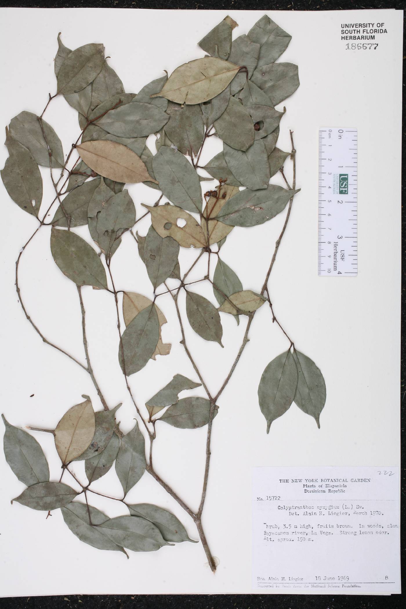 Calyptranthes zuzygium image