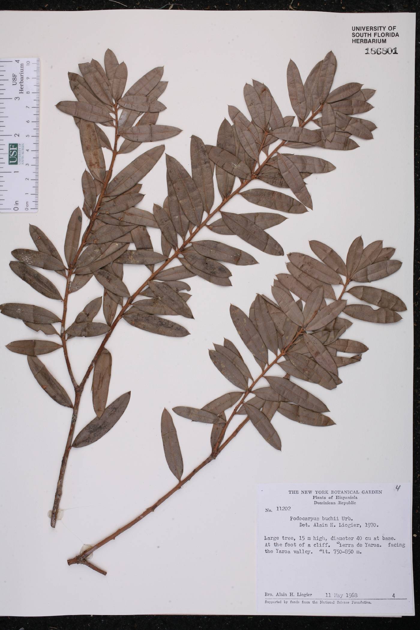 Podocarpus buchii image