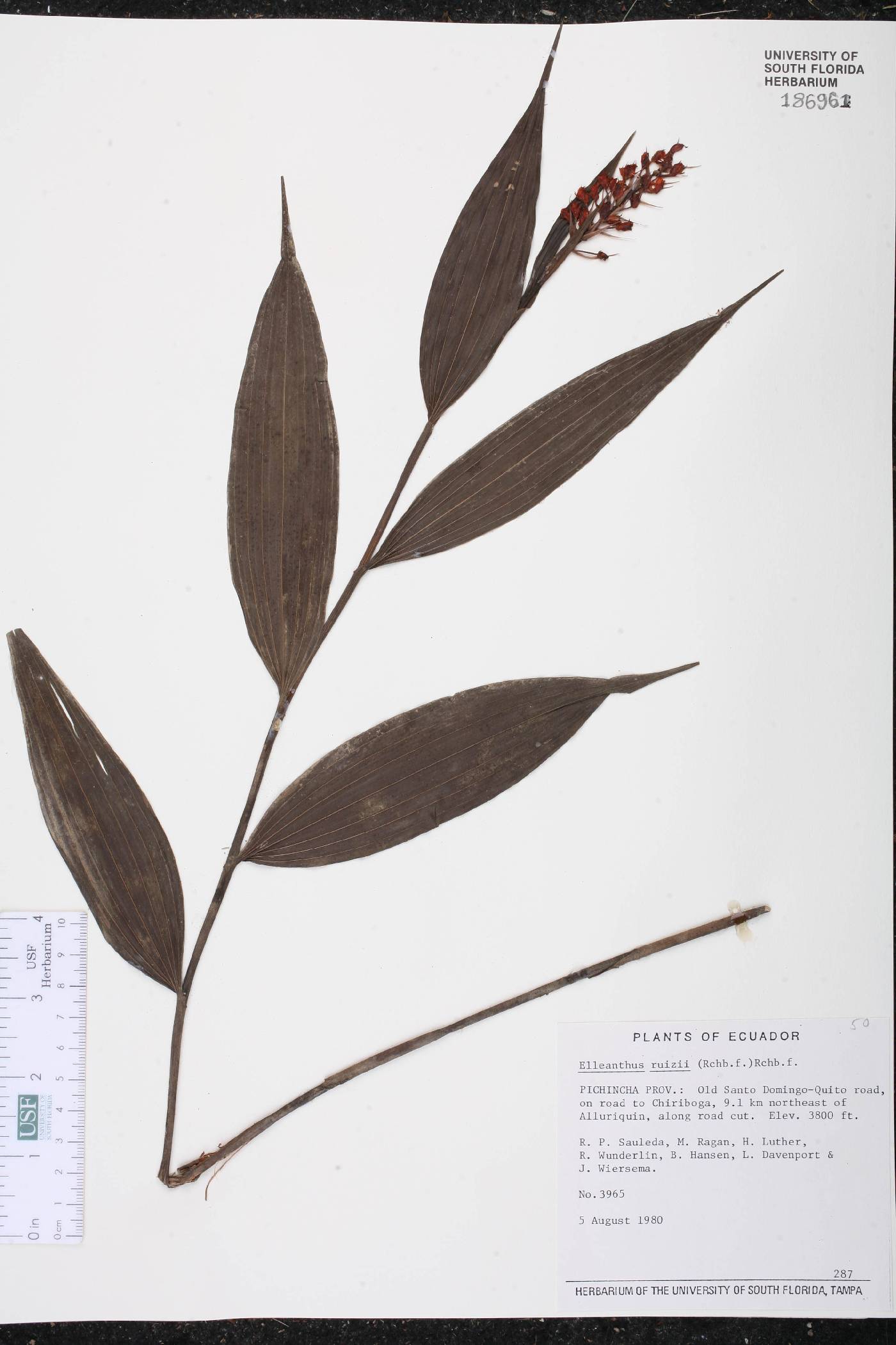 Elleanthus ruizii image