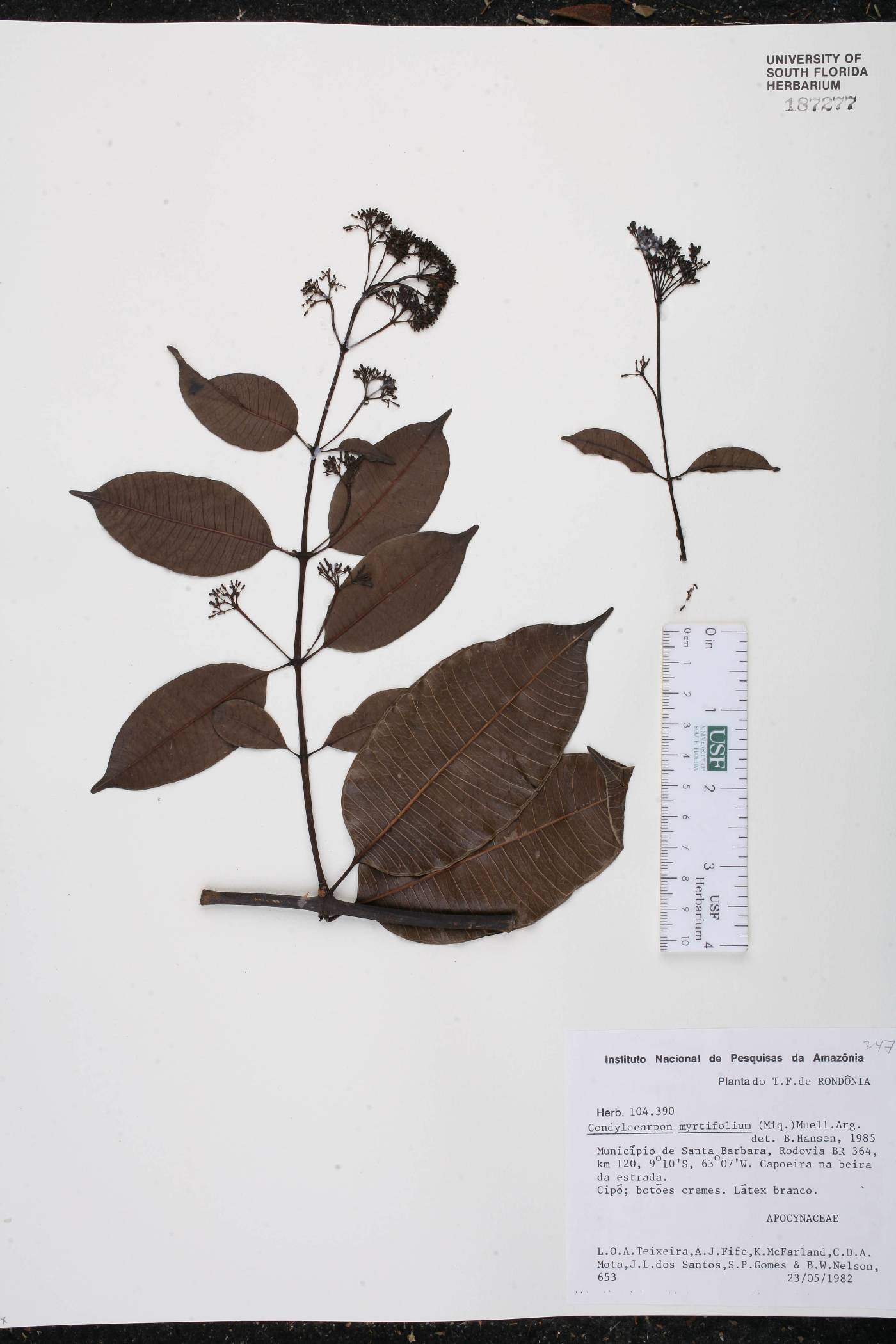 Condylocarpon myrtifolium image