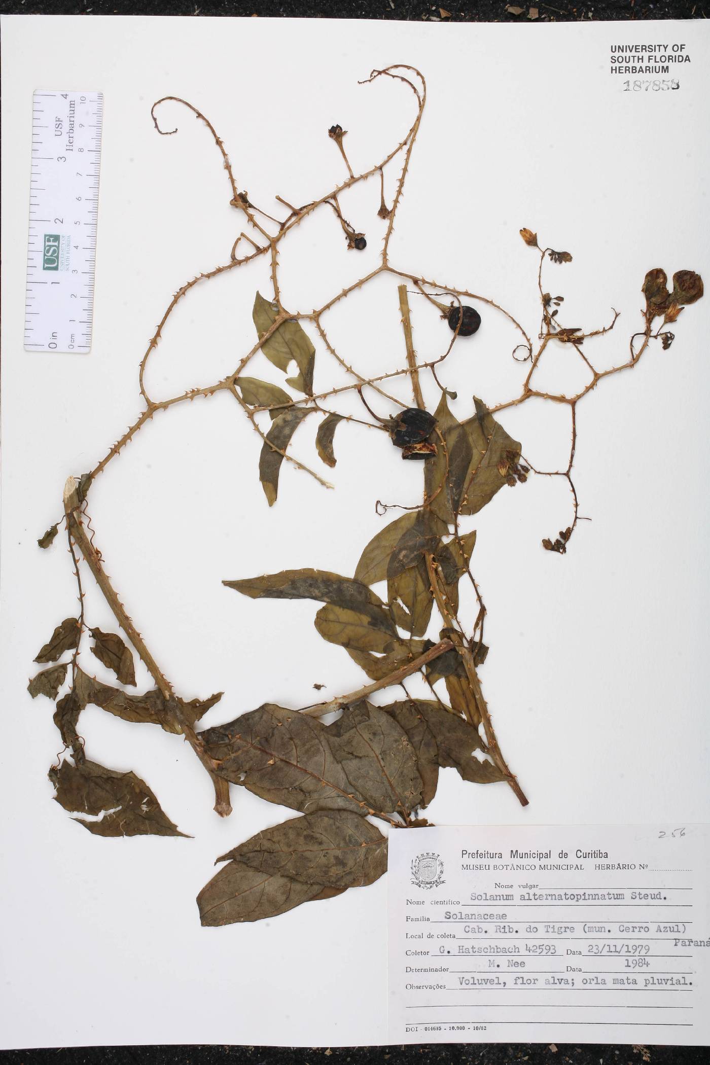 Solanum alternatopinnatum image