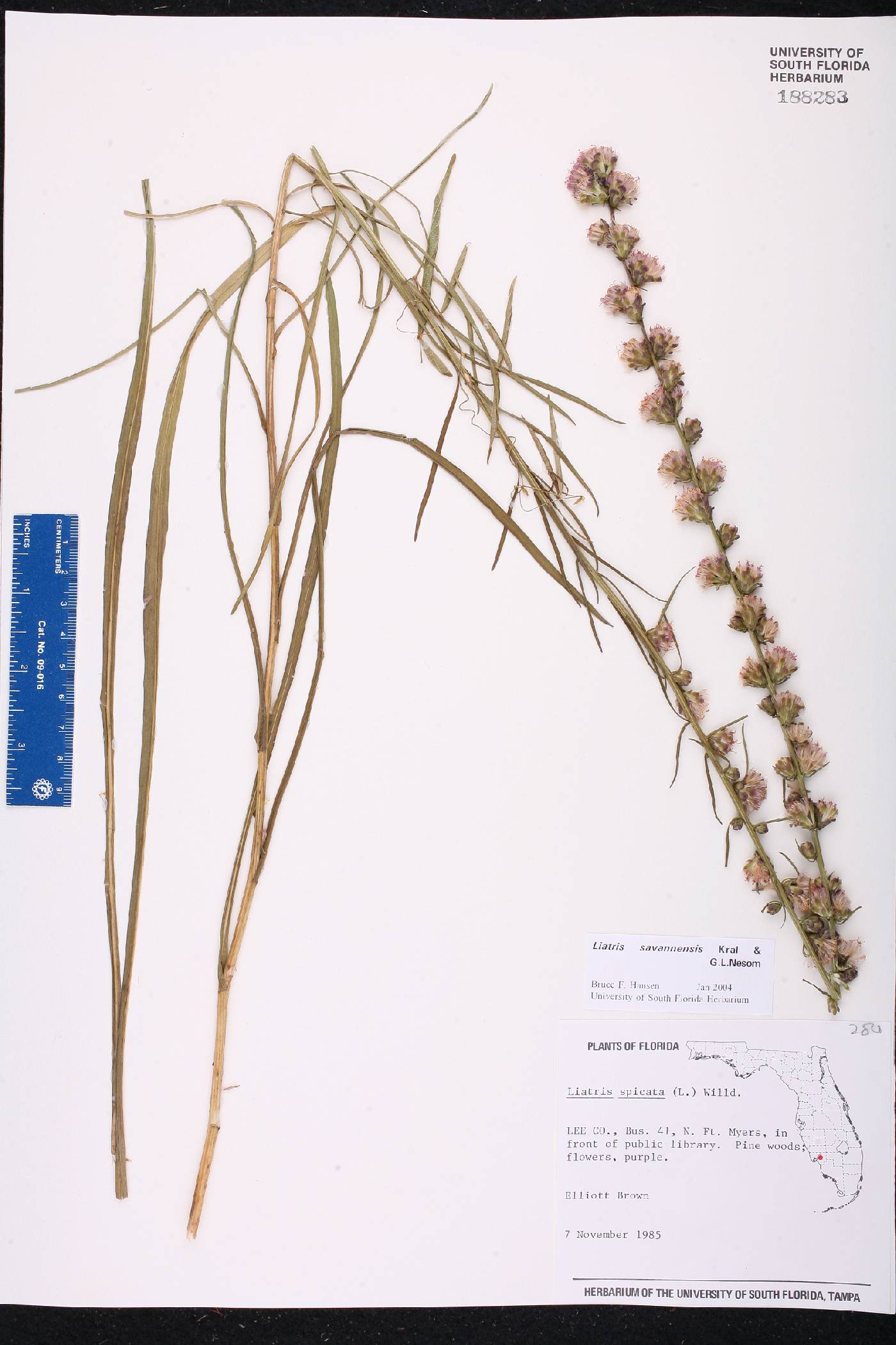 Liatris savannensis image